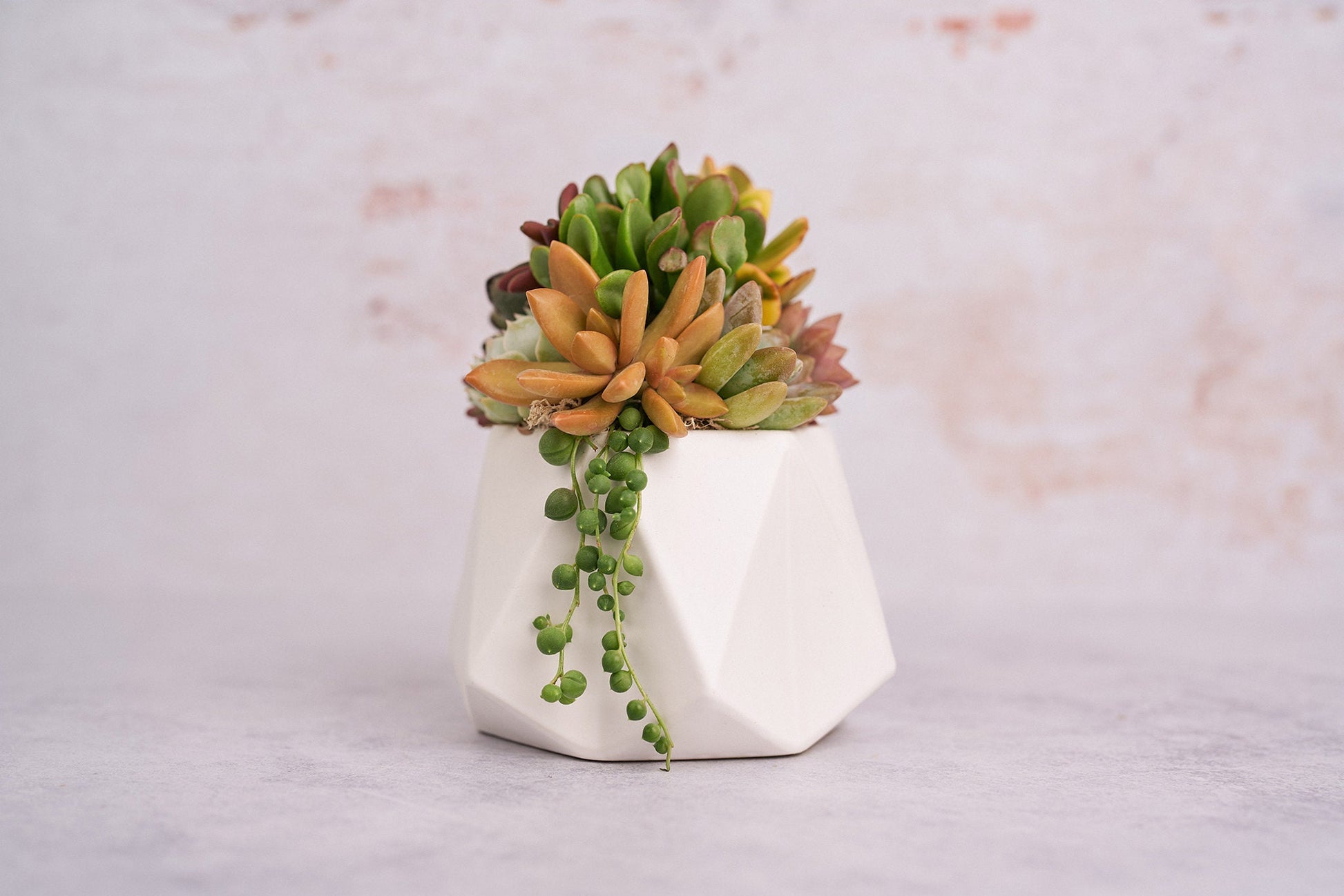 Small Geometric White Living Succulent Arrangement Gift | Alt Floral Wedding Event Centerpiece