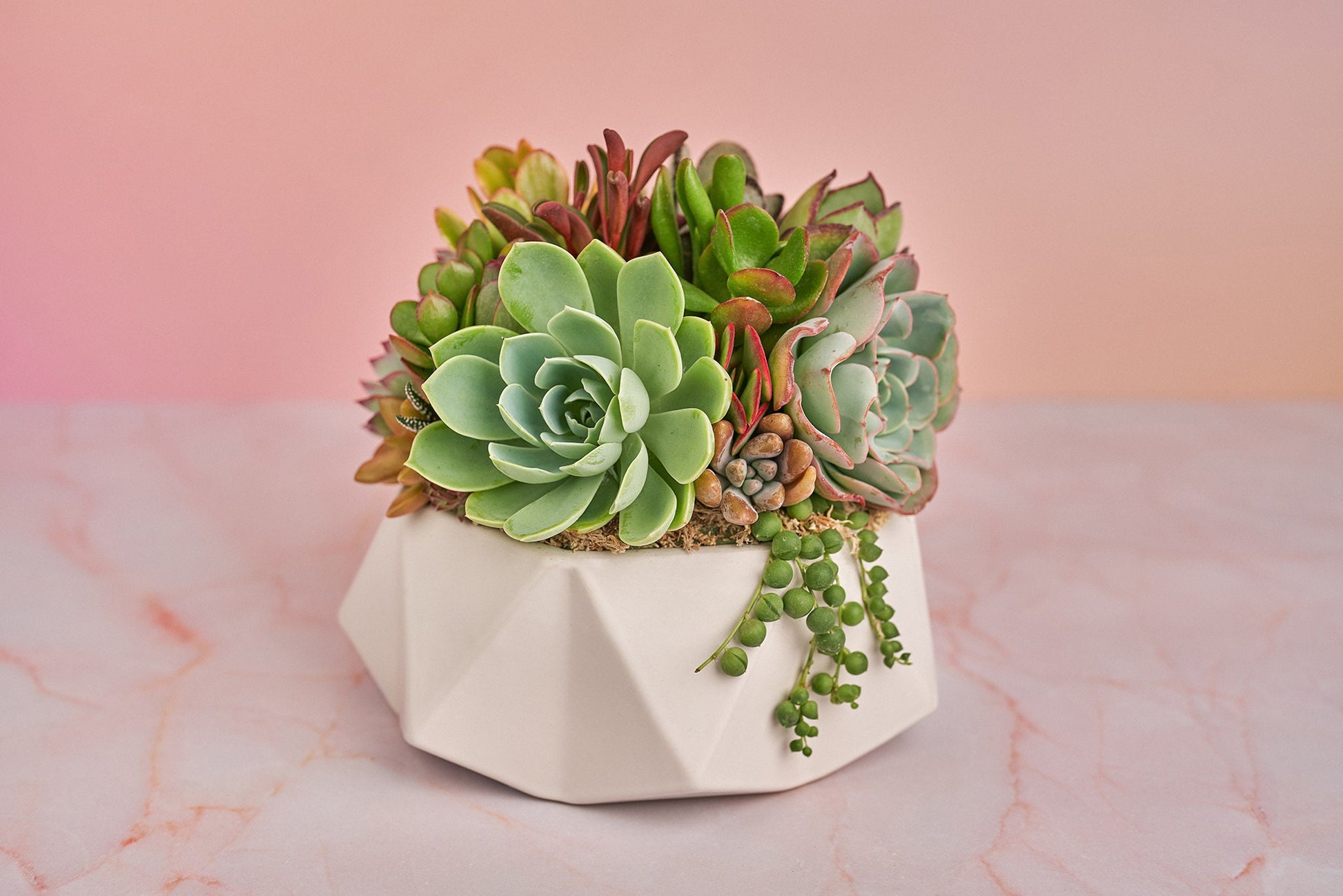 Geometric White Bowl Living Succulent Arrangement Gift | Alt Floral Wedding Event Centerpiece