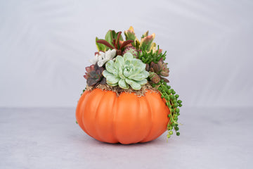 Orange Heirloom Succulent Pumpkin: Faux Pumpkin Trimmed with Living Succulents for Halloween, Fall Home Decor, Thanksgiving Centerpiece