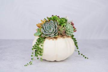 Cream White Heirloom Succulent Pumpkin: Faux Pumpkin Trimmed with Living Succulents for Halloween, Fall Home Decor, Thanksgiving Centerpiece