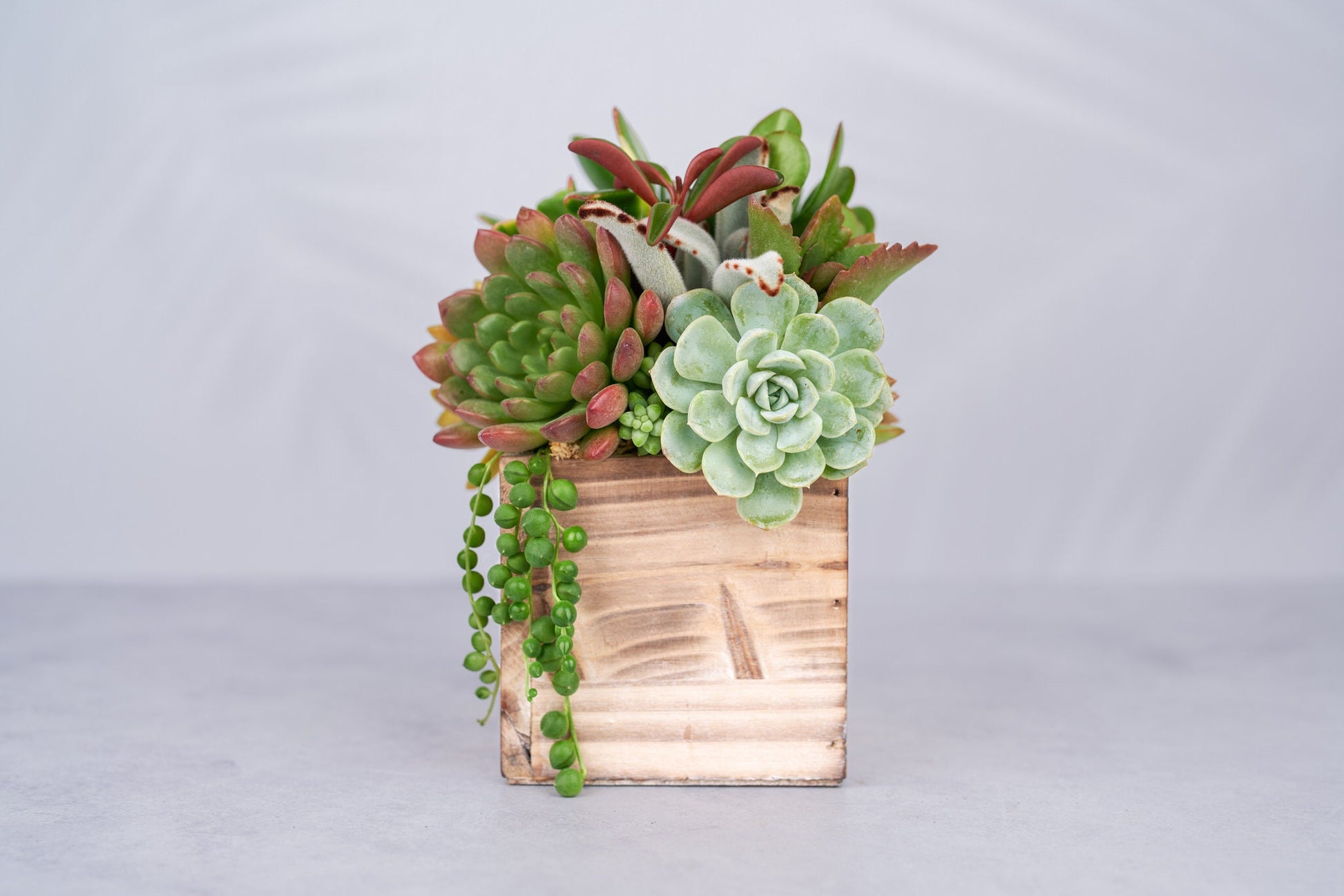 Small Wood Rustic Succulent Arrangement Planter: Living Succulent Gift or Centerpiece for Weddings & Events