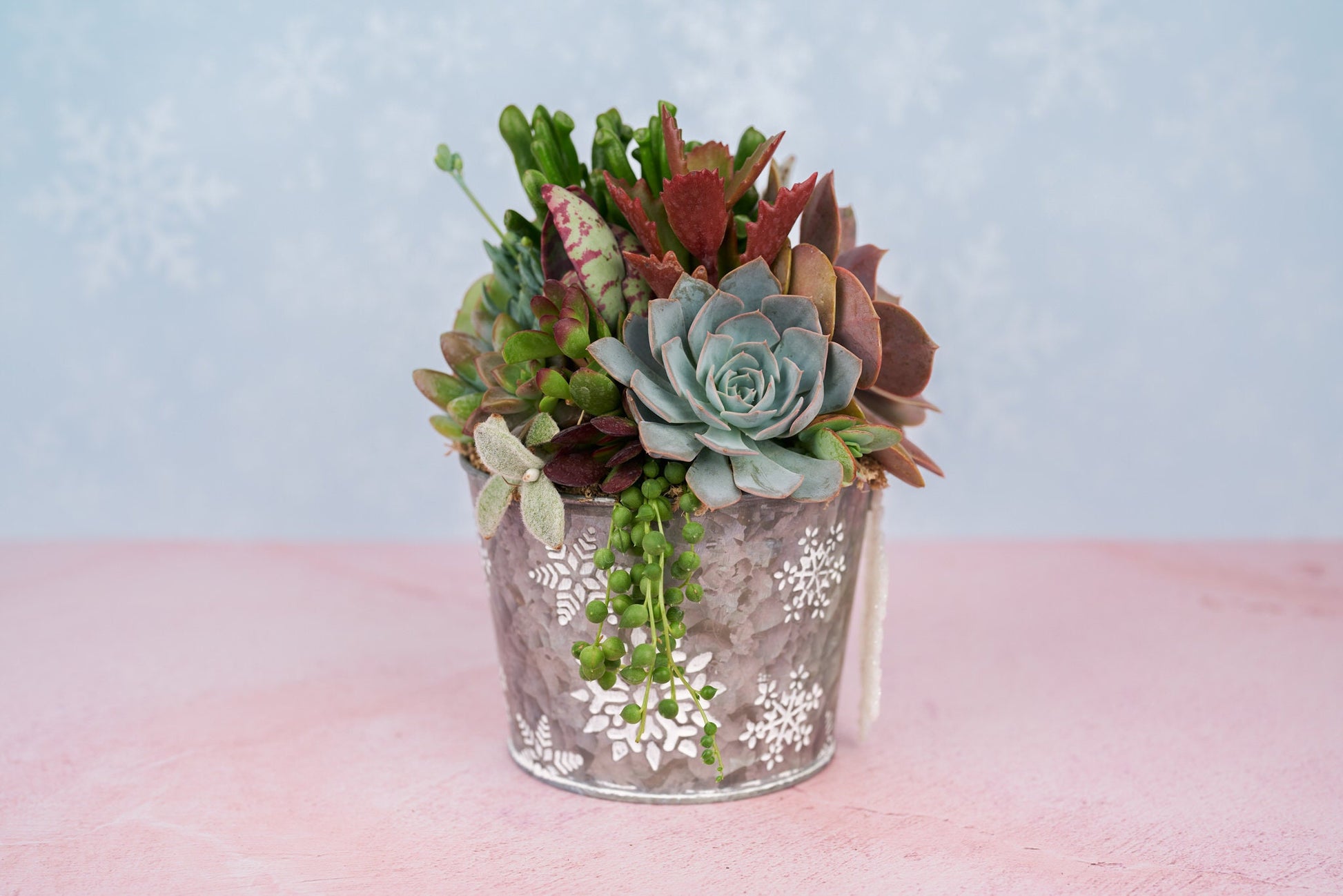 Christmas Winter Snowflake Succulent Planter Arrangement: Living Succulent Gift for the Holidays or Centerpiece Decor
