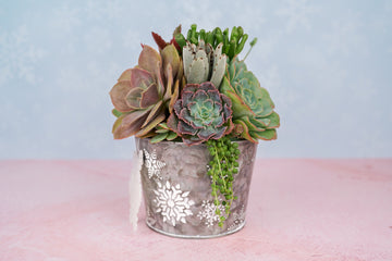 Christmas Winter Snowflake Succulent Planter Arrangement: Living Succulent Gift for the Holidays or Centerpiece Decor