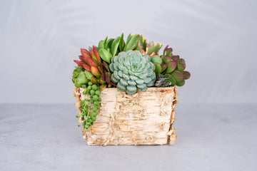 Birch Succulent Planter Arrangement: Small Living Succulent Centerpiece for Weddings and Events | Succulent gift