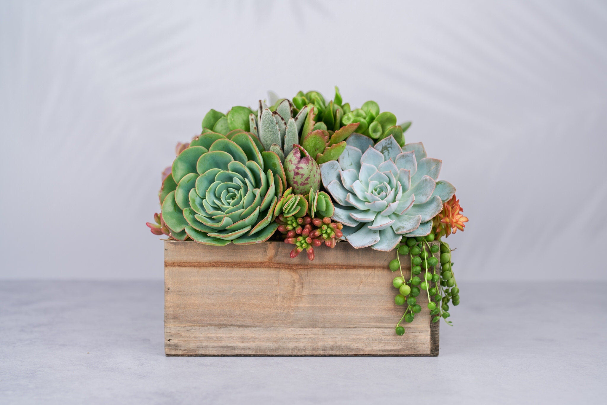 Succulent Plant. - Complete, beautiful succulent arrangement shipped completely planted hotsell in an Black Rustic Wood Planter.