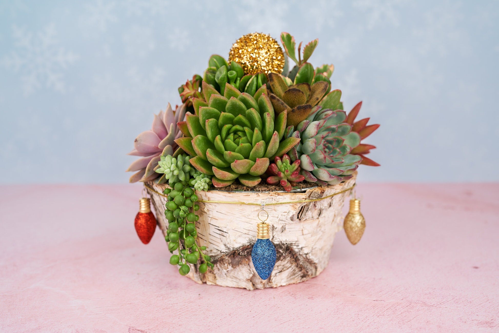 Christmas Holiday Round Birch Succulent Arrangement Planter: Living Succulent Centerpiece and Home Decor for Christmas and Winter Holidays