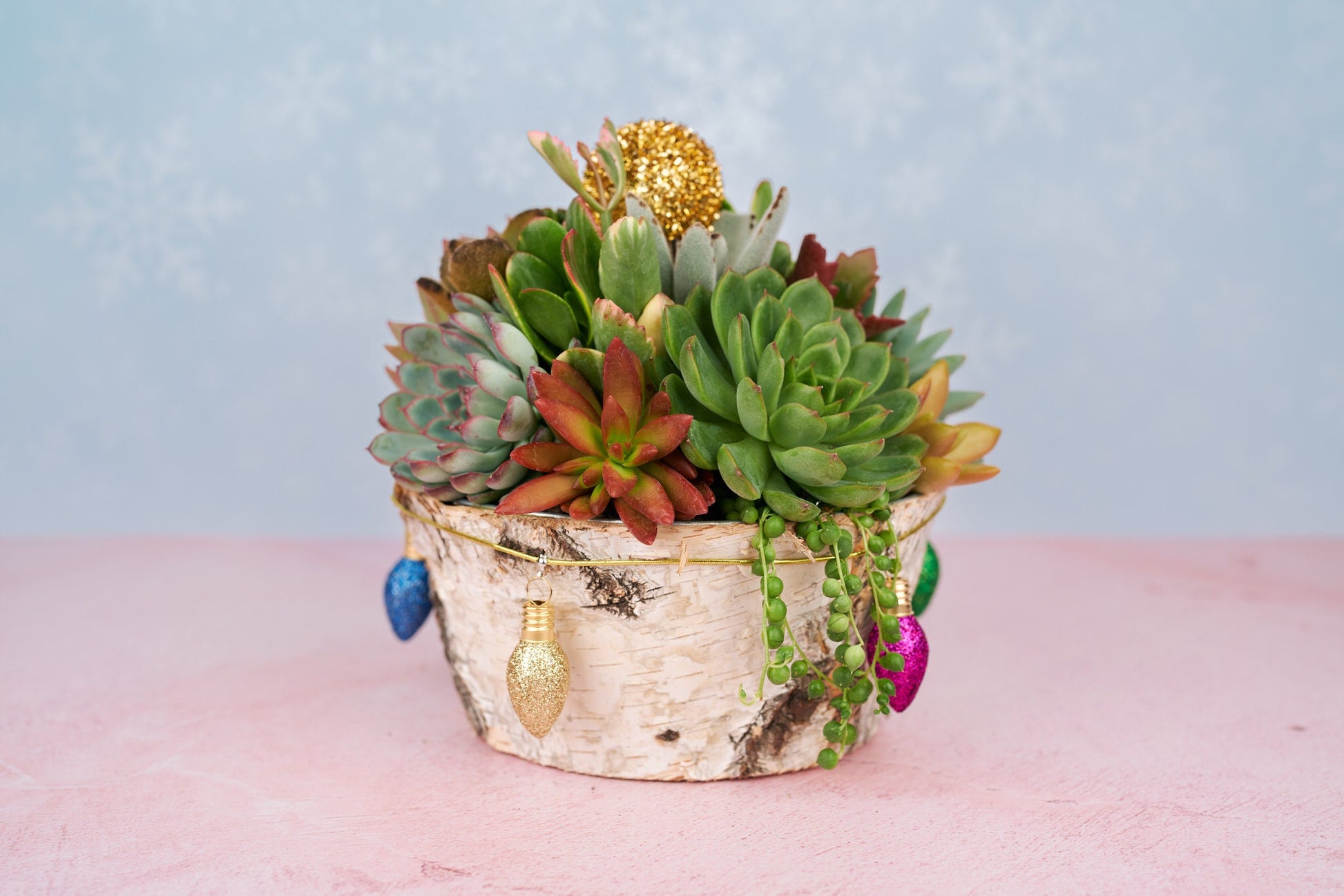Christmas Holiday Round Birch Succulent Arrangement Planter: Living Succulent Centerpiece and Home Decor for Christmas and Winter Holidays