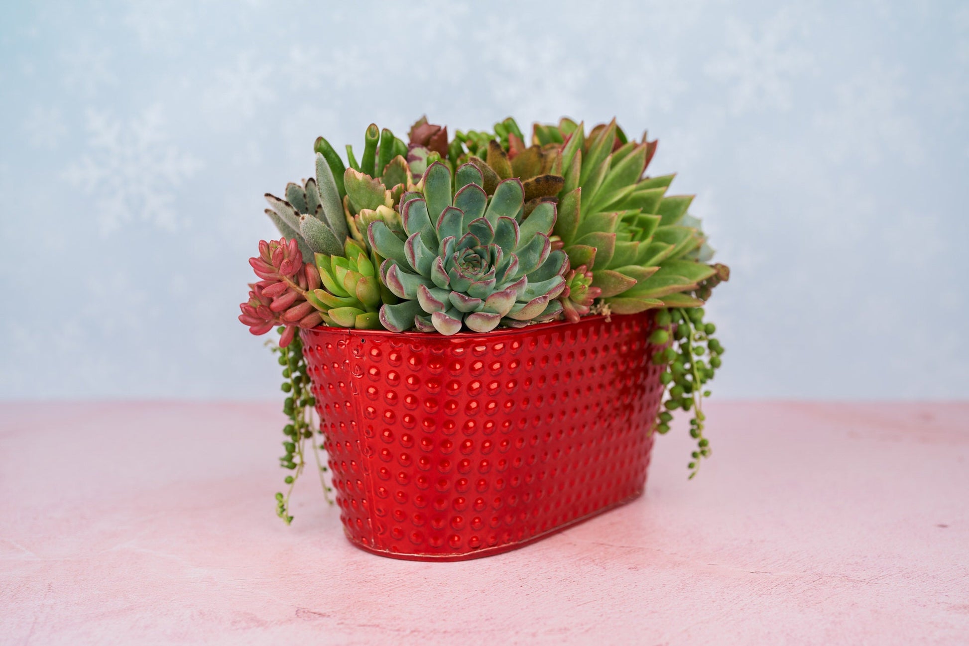 Red Christmas Living Succulent Arrangement Container with Bow: Living Succulent Gift & Home Decor for Christmas and Winter Holidays
