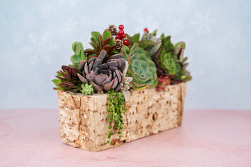 Christmas Owl Holiday Birch Succulent Arrangement Planter: Winter Holiday Centerpiece or Home Decor