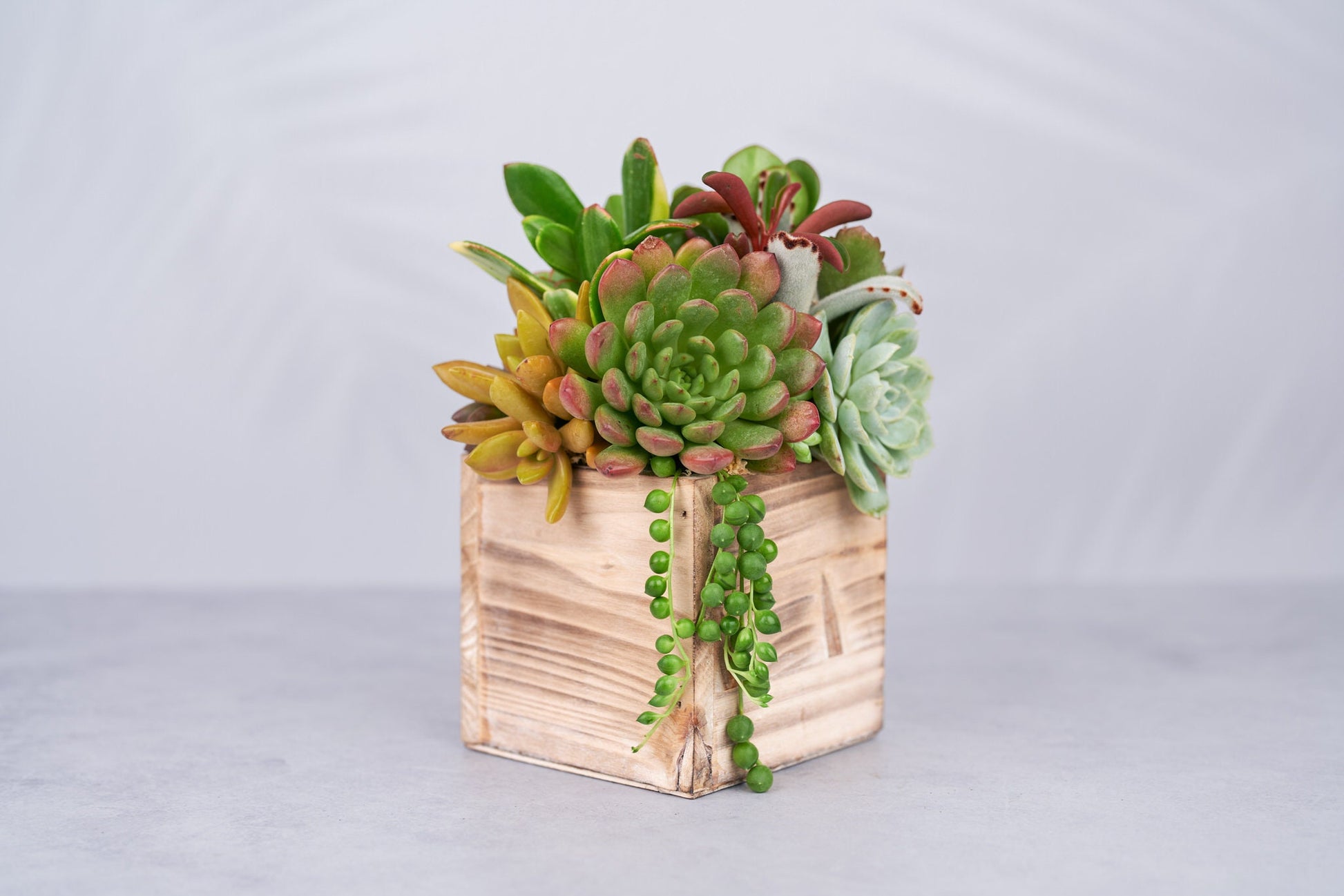 Small Wood Rustic Succulent Arrangement Planter: Living Succulent Gift or Centerpiece for Weddings & Events