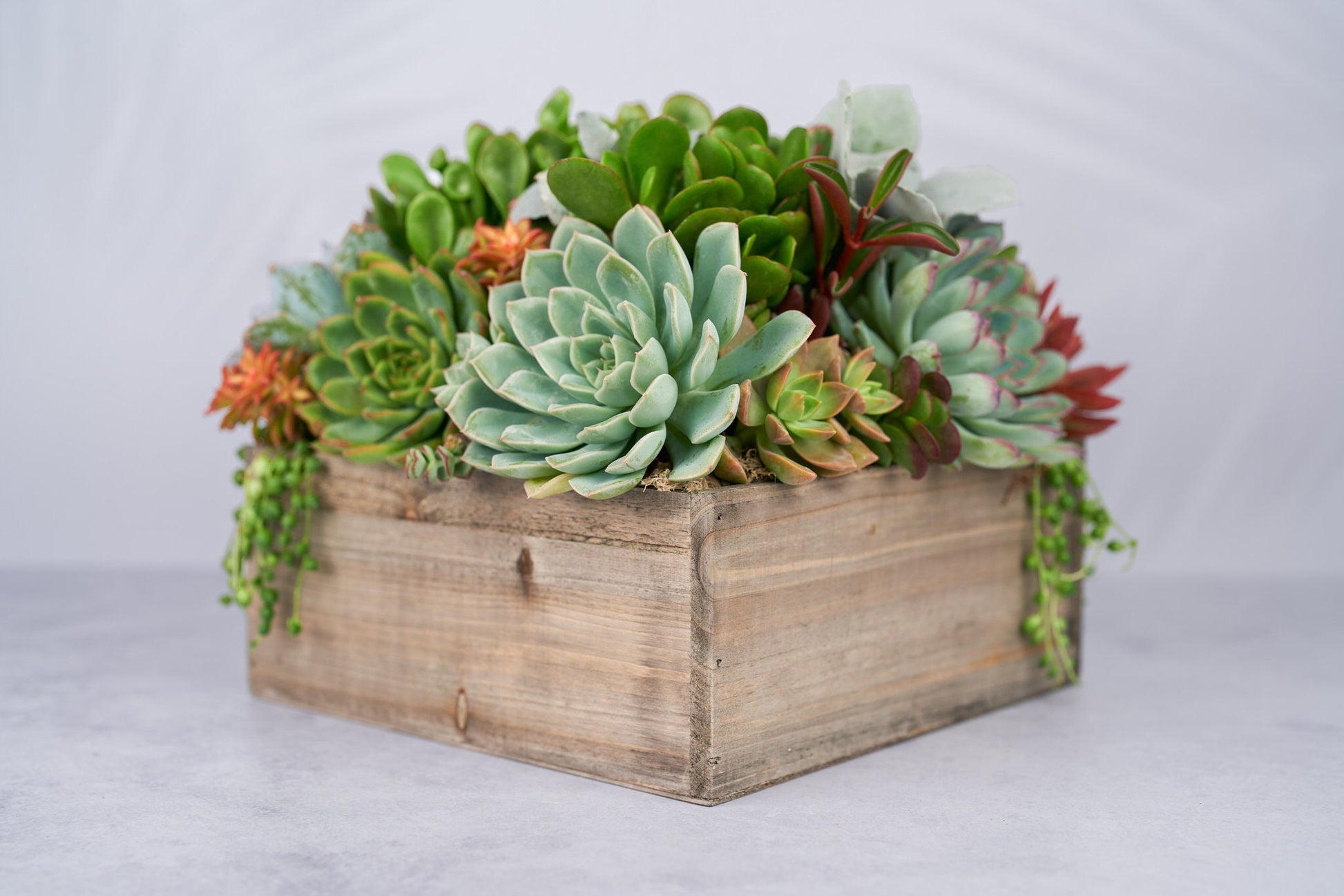 crate and barrel succulent planter Rustic Wood Square Succulent Arrangement Planter