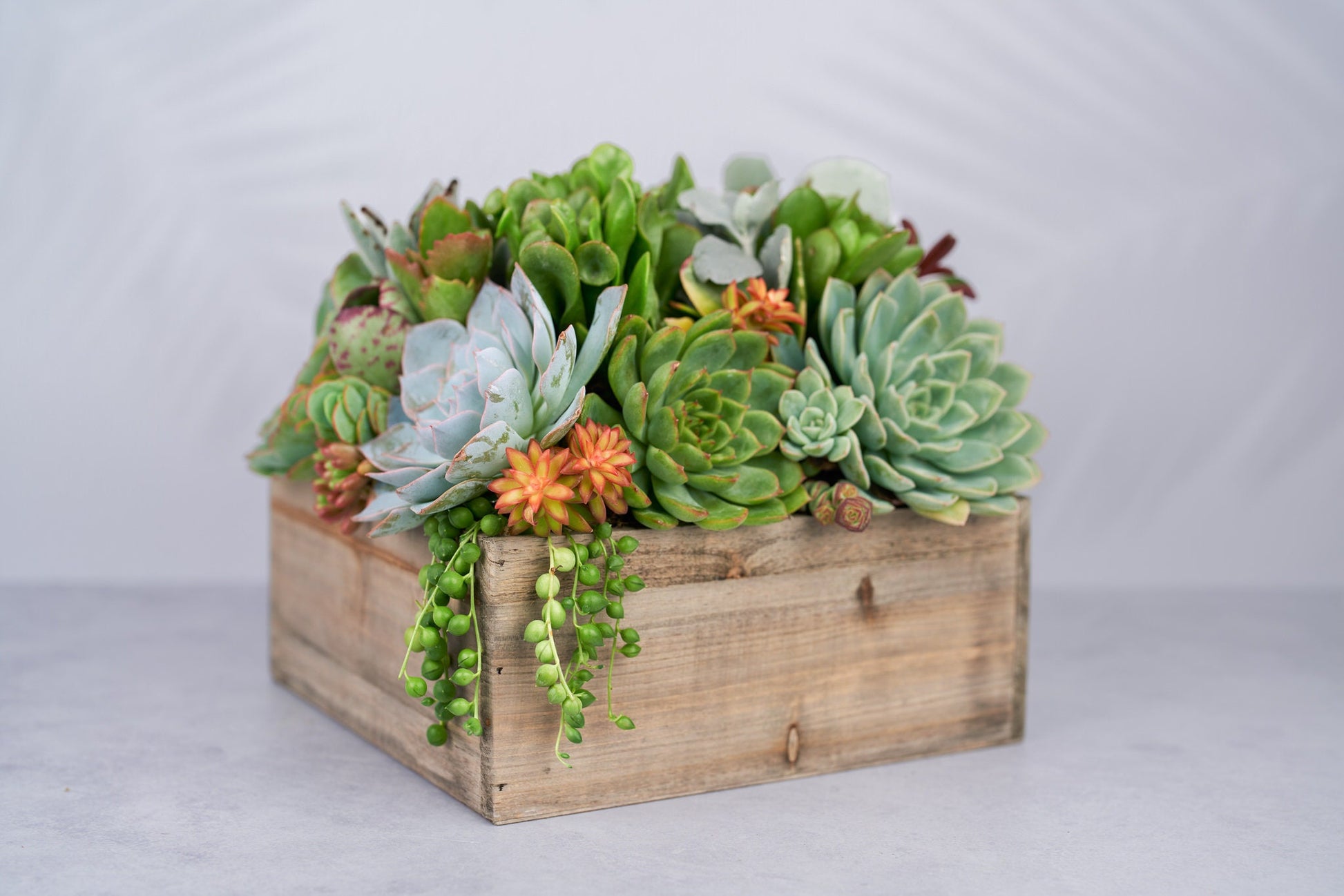 Rustic Wood Square Succulent Arrangement Planter: Living Succulent Gift or Centerpiece for Weddings & Events