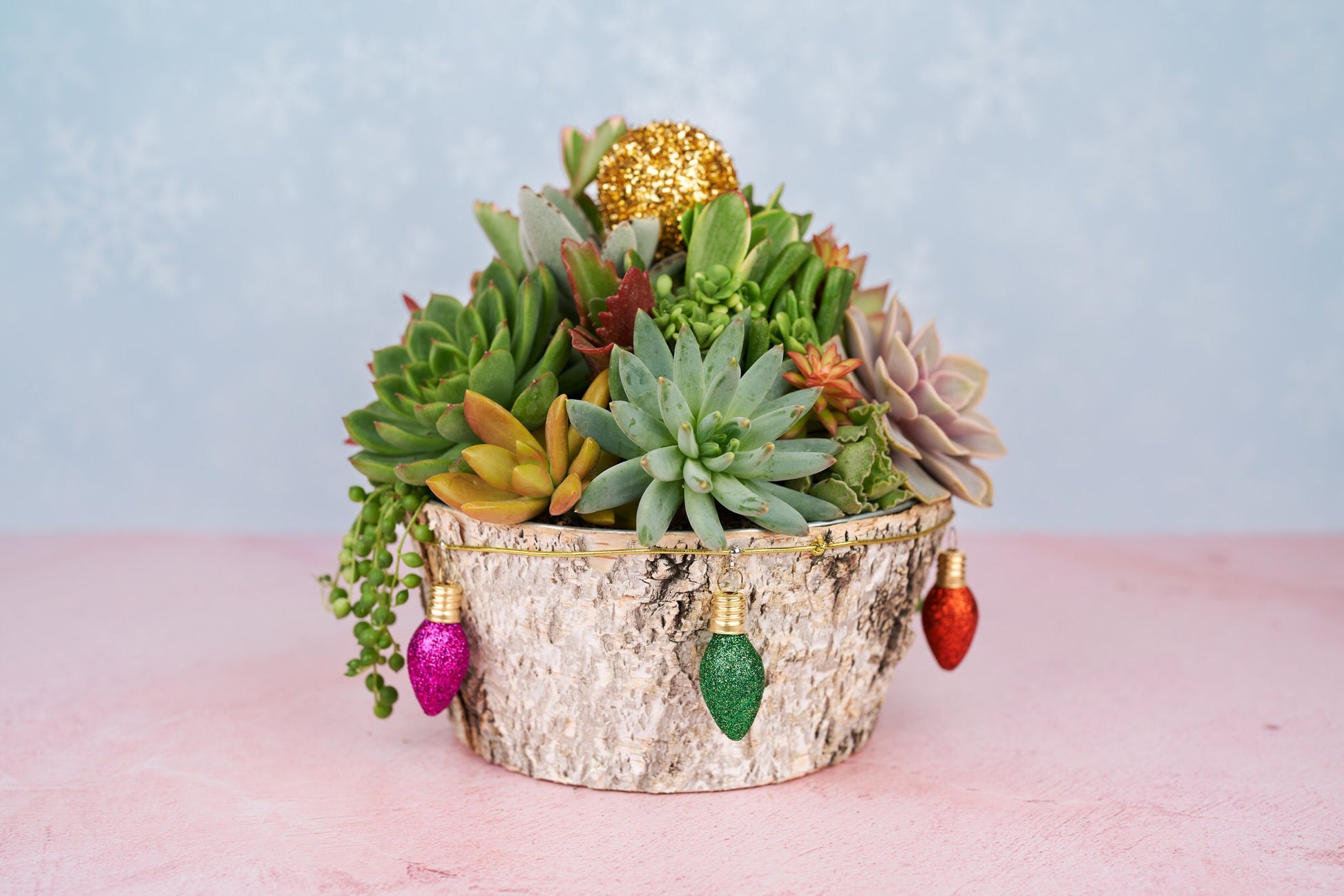 Christmas Holiday Round Birch Succulent Arrangement Planter: Living Succulent Centerpiece and Home Decor for Christmas and Winter Holidays