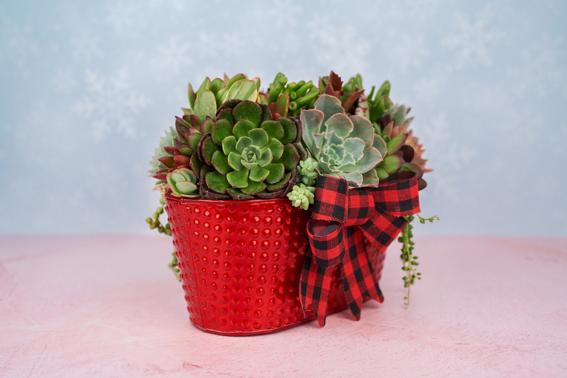 Red Christmas Living Succulent Arrangement Container with Bow: Living Succulent Gift & Home Decor for Christmas and Winter Holidays