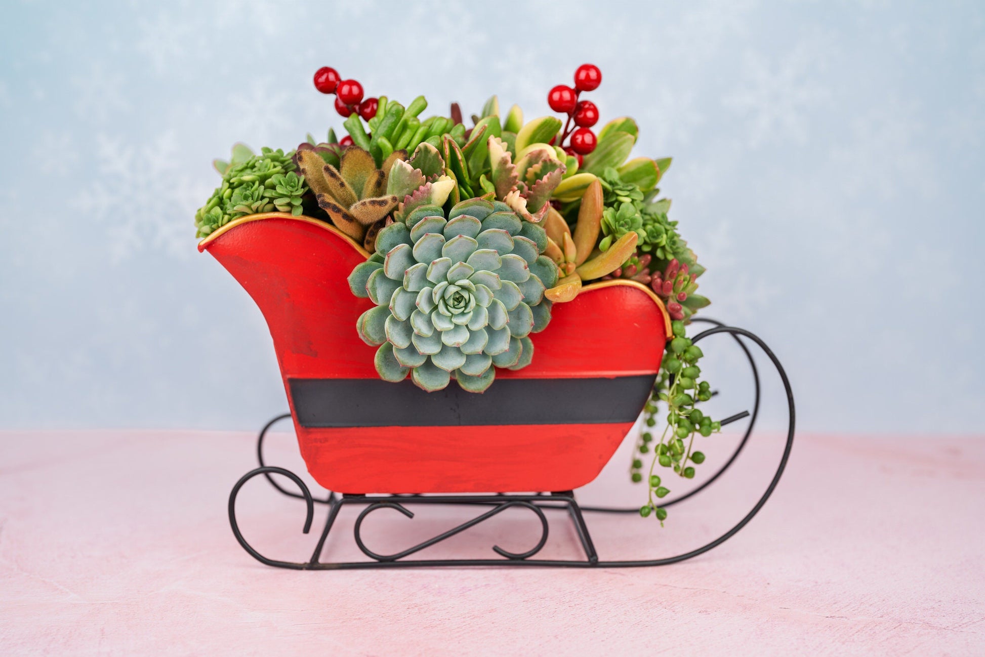 Santa Sleigh Christmas Living Succulent Arrangement Container with Bow: Living Succulent Gift & Home Decor for Christmas and Winter Holidays