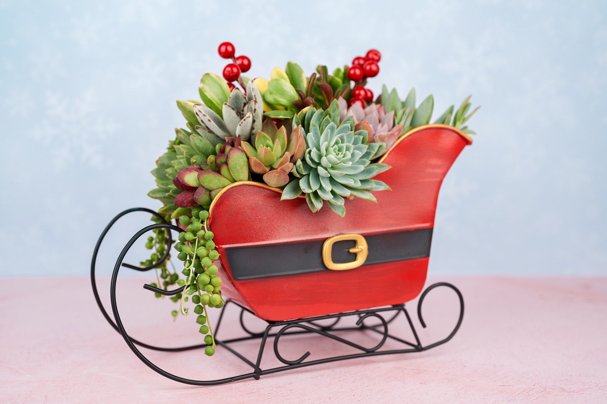 Santa Sleigh Christmas Living Succulent Arrangement Container with Bow: Living Succulent Gift & Home Decor for Christmas and Winter Holidays