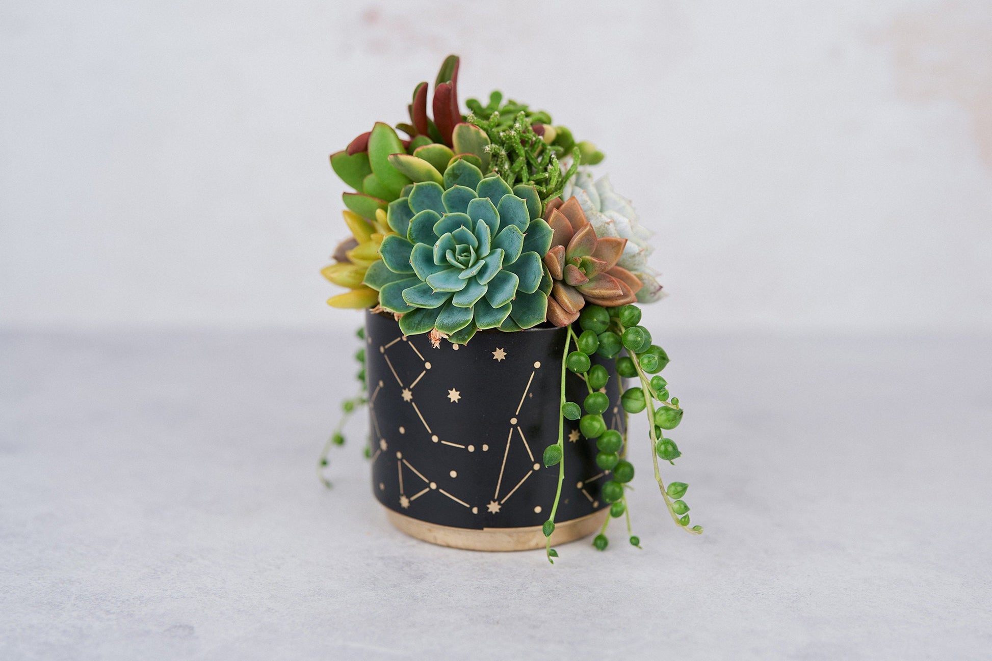 succulent christmas present My Universe Living Succulent Arrangement Gift