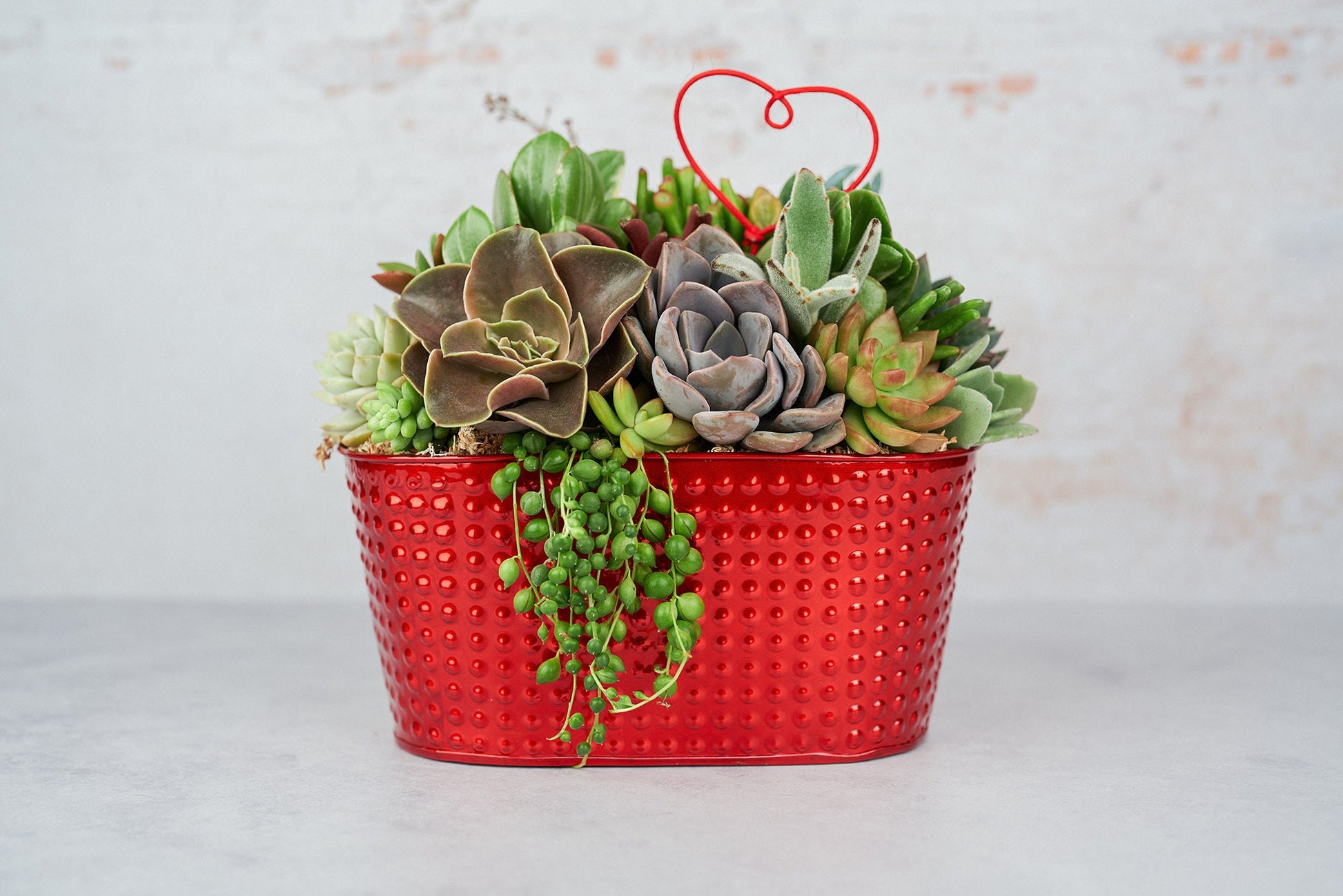 succulents for mother's day Small Black Succulent Floral Arrangement