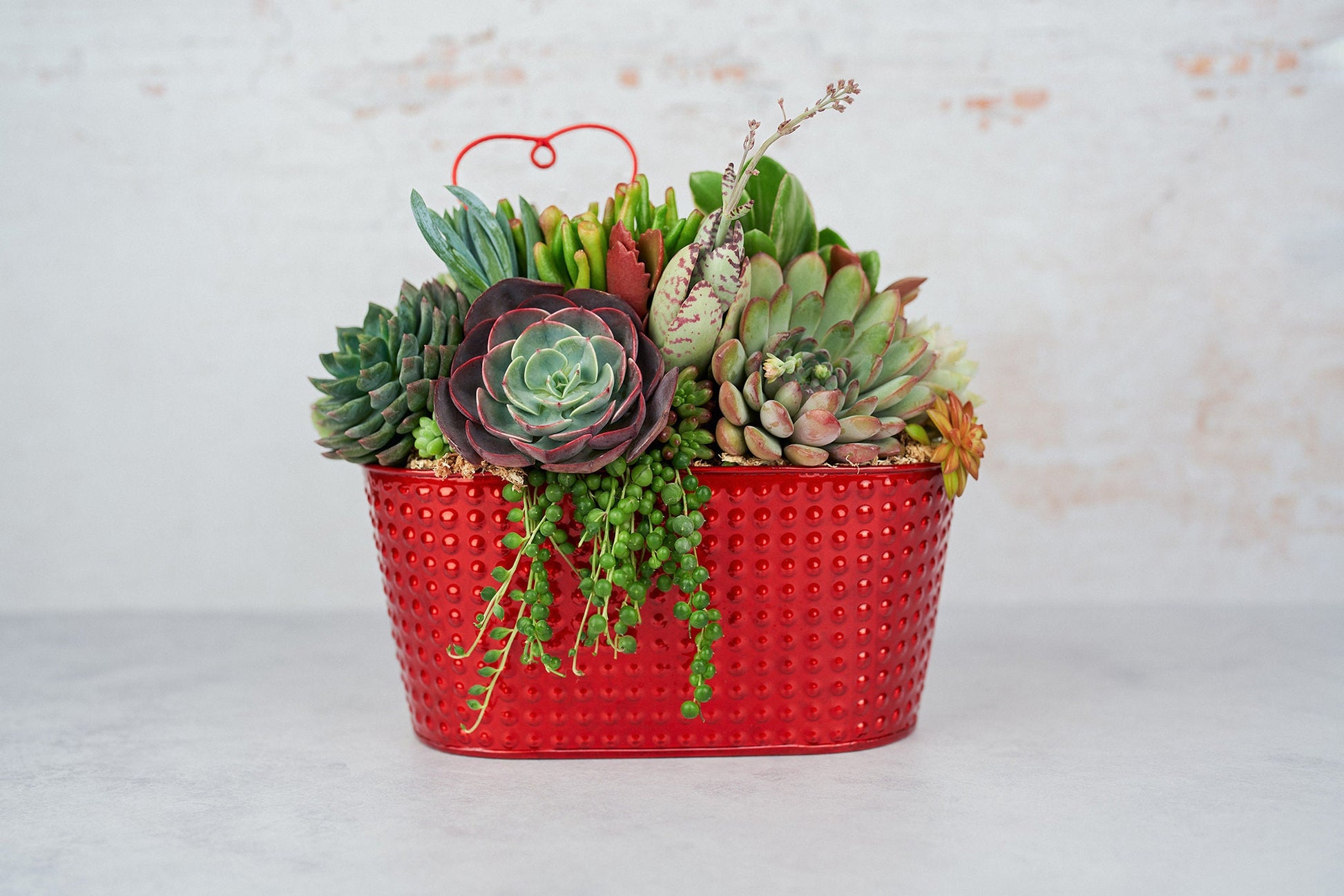 Red Metal Living Succulent Arrangement Container: Living Succulent Gift for Valentines Day,  Mothers Day | Living Gift for Plant Lovers