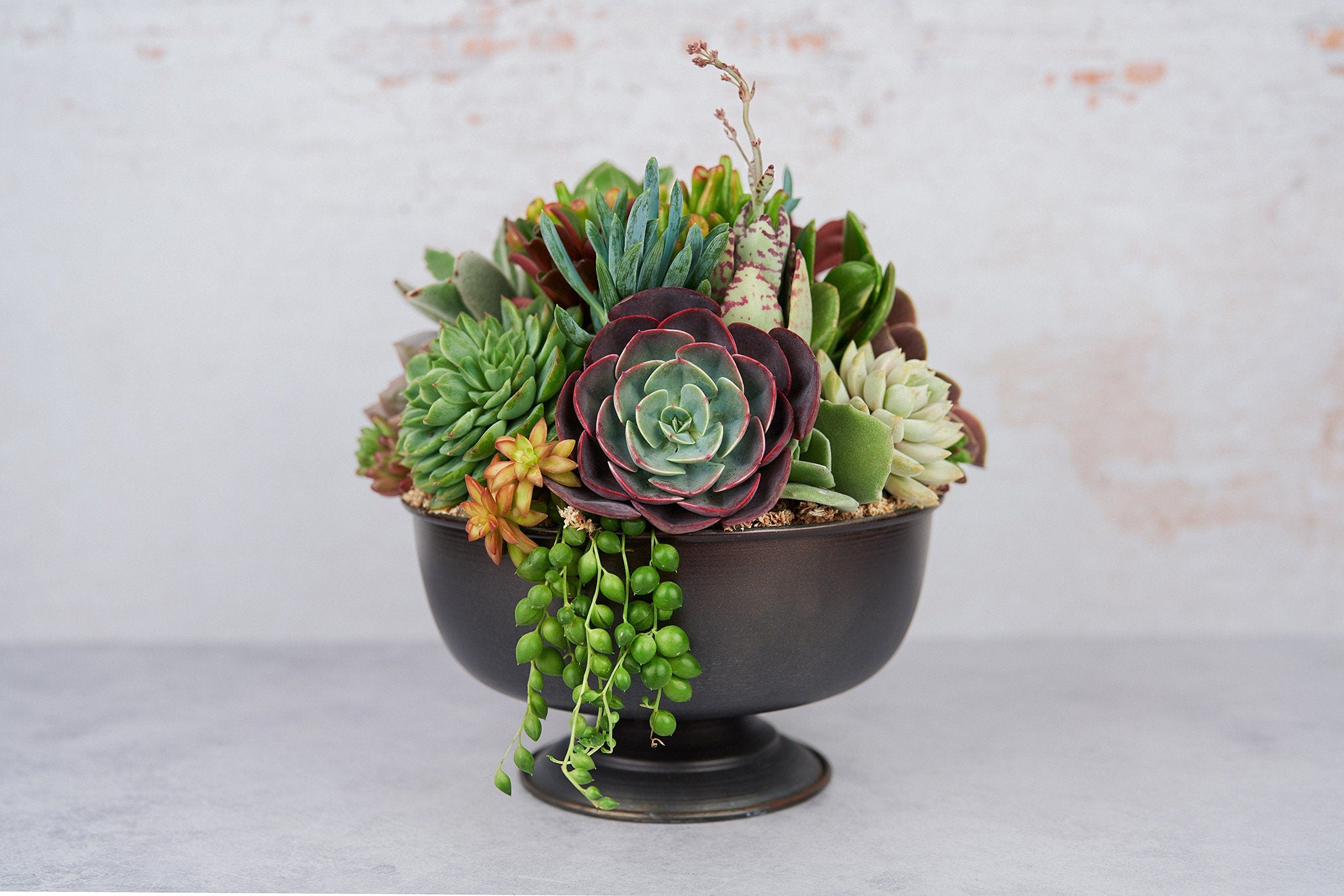 Dark Bronze Compote Succulent Arrangement Planter: Modern Living Succulent Gift, Centerpiece for Weddings & Events, Housewarming Gift