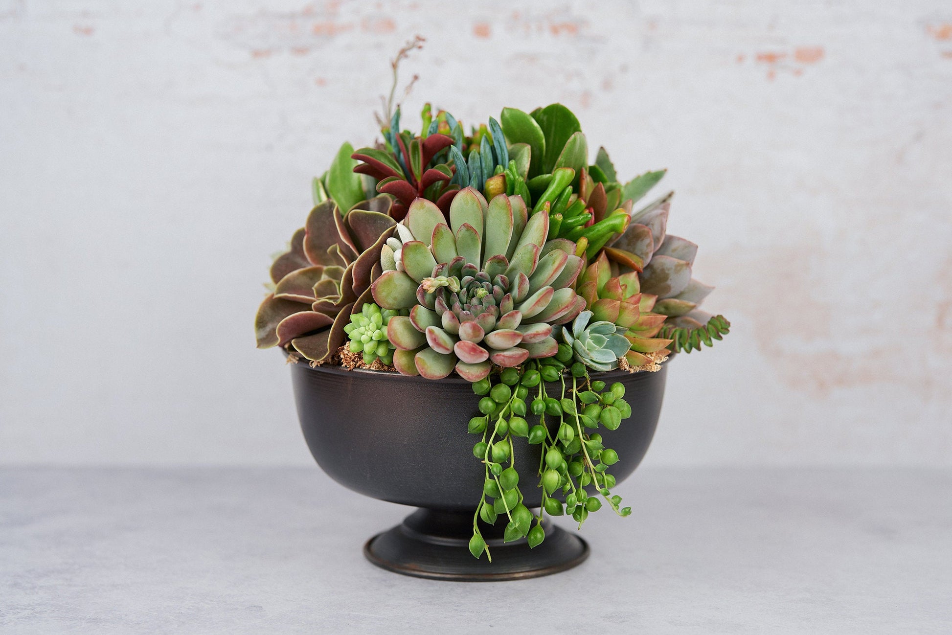 Dark Bronze Compote Succulent Arrangement Planter: Modern Living Succulent Gift, Centerpiece for Weddings & Events, Housewarming Gift