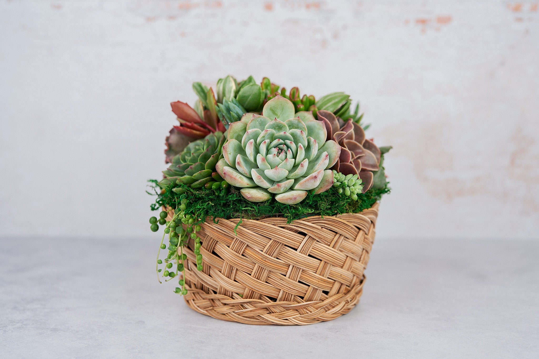 Boho Basket Succulent Arrangement Planter: Living Succulent Gift, Centerpiece for Weddings & Events, Housewarming Gift