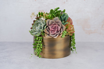 Bronze Metal Bowl Succulent Arrangement Planter: Modern Living Succulent Gift, Centerpiece for Weddings & Events, Housewarming Gift