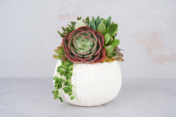 White Ribbed Globe Succulent Arrangement Planter