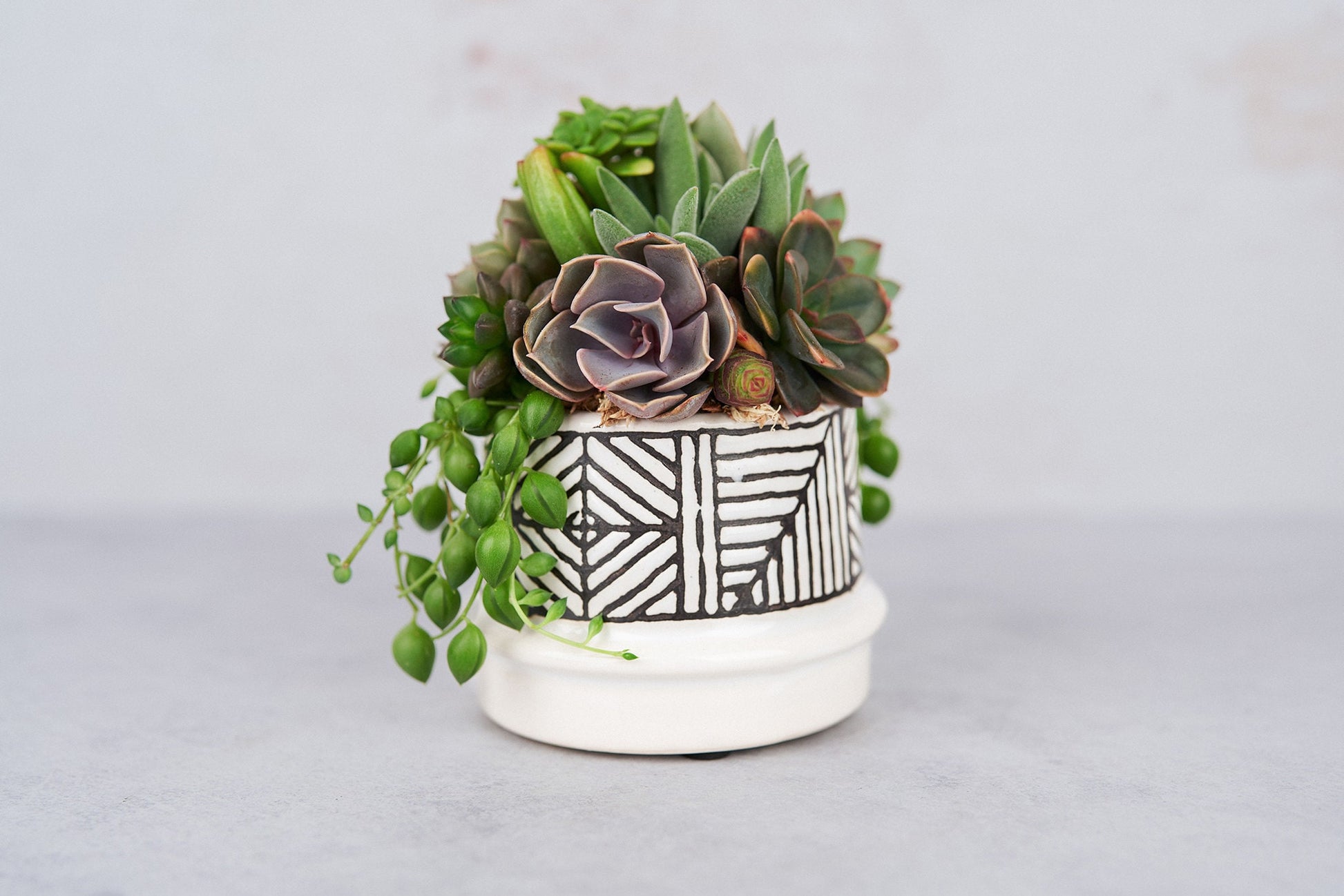 Small Art Succulent Arrangement Planter: Modern Living Succulent Gift, Centerpiece for Weddings & Events, Housewarming Gift