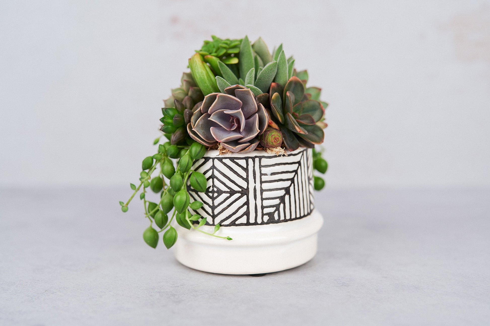 cute succulent plant pots Small Art Succulent Arrangement Planter