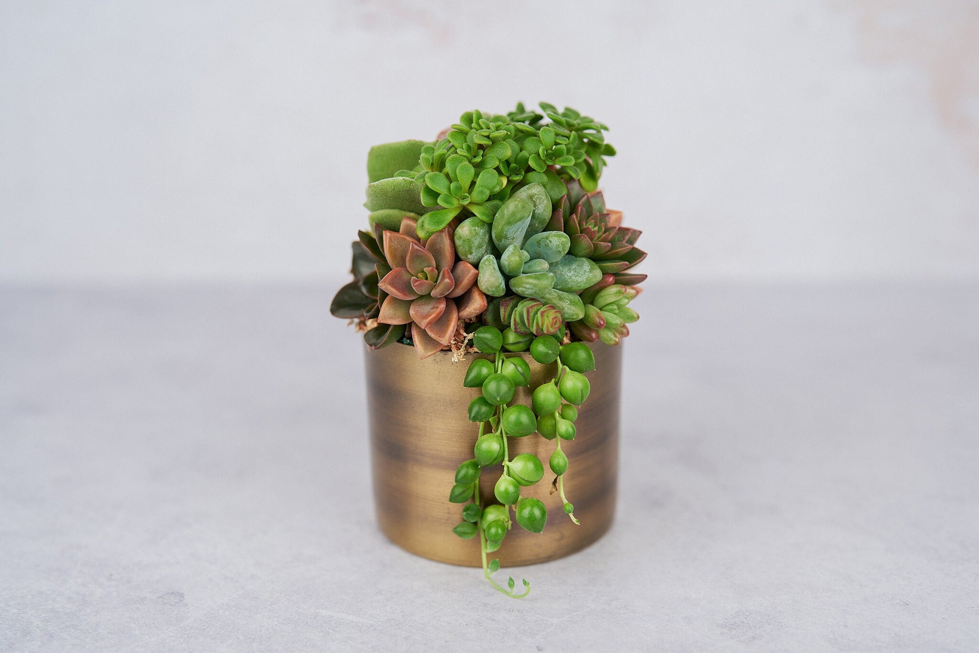 metal succulent Small Bronze Metal Succulent Arrangement Planter