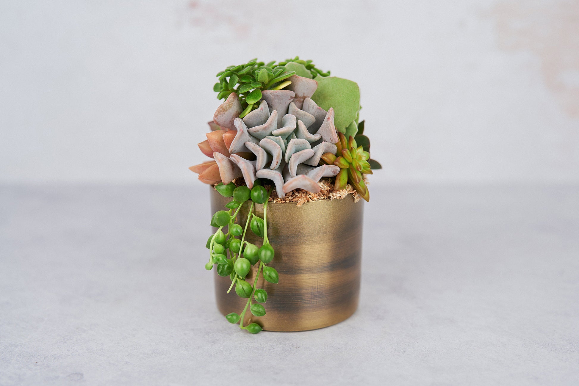 Small Bronze Metal Succulent Arrangement Planter: Modern Living Succulent Gift, Centerpiece for Weddings & Events, Housewarming Gift