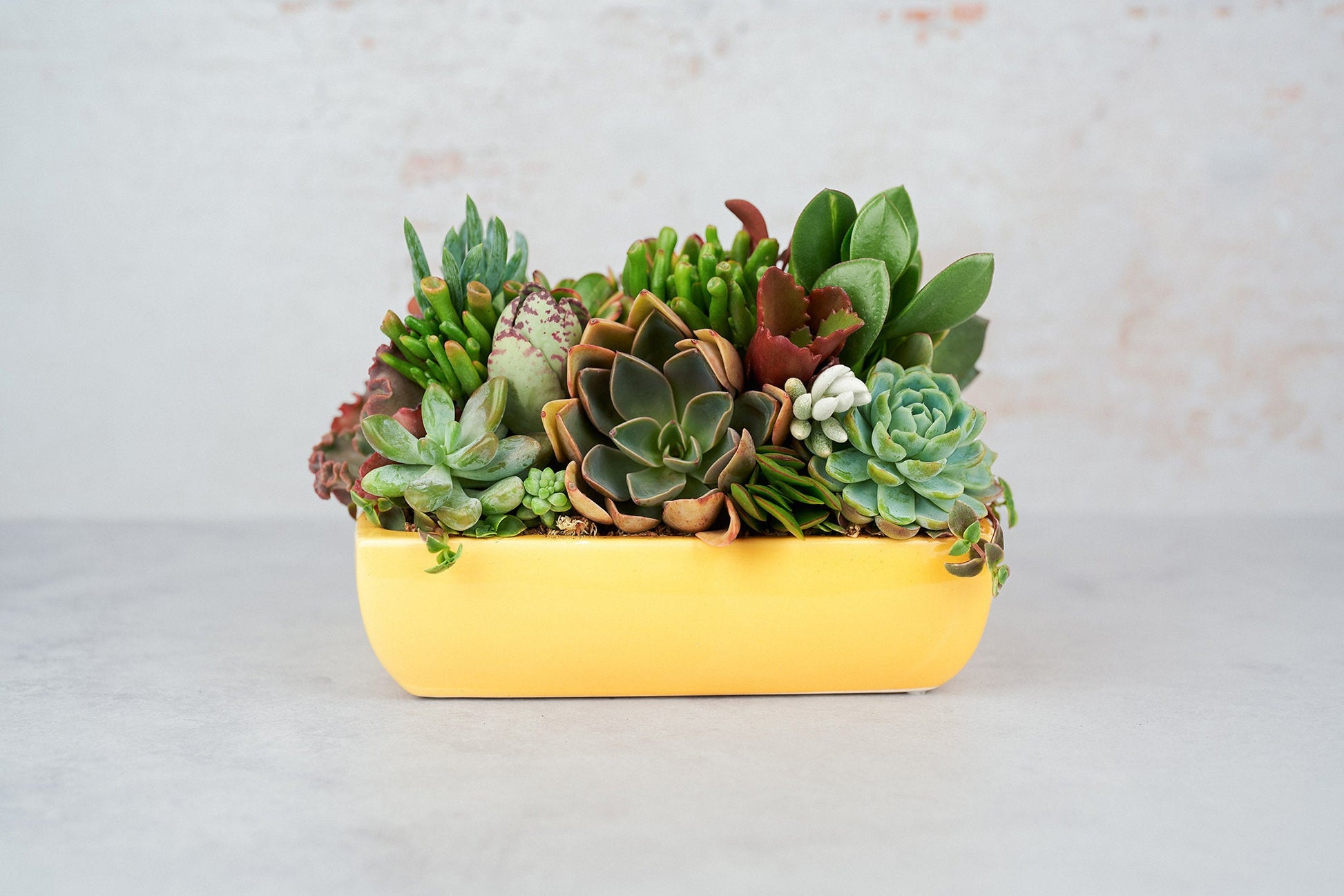 Yellow Dish Succulent Arrangement Planter: Modern Living Succulent Gift, Centerpiece for Weddings & Events, Housewarming Gift