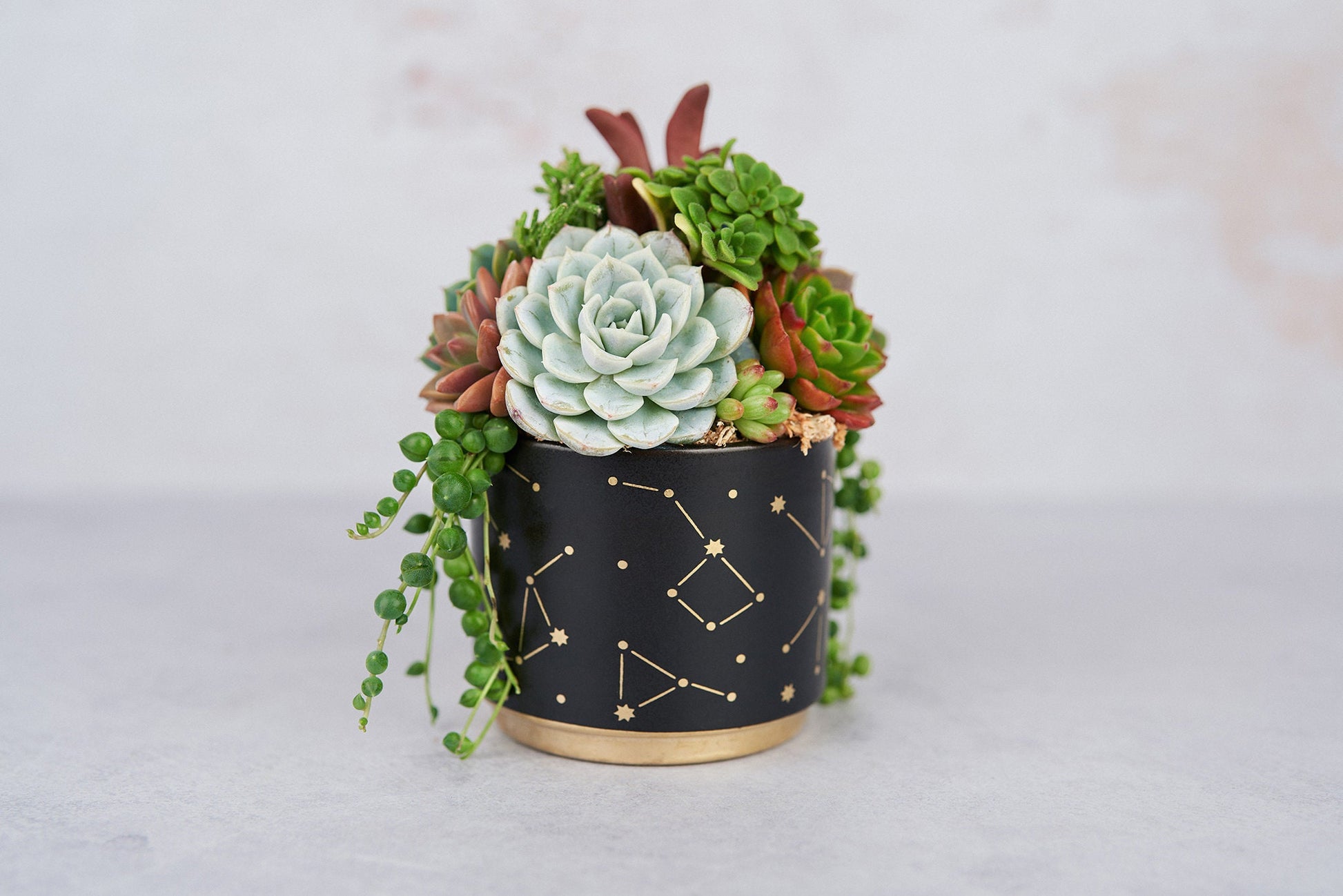 My Universe Living Succulent Arrangement Gift | Birthday, Celebration, House Warming Living Gift for Plant Lovers | Gift for Mom
