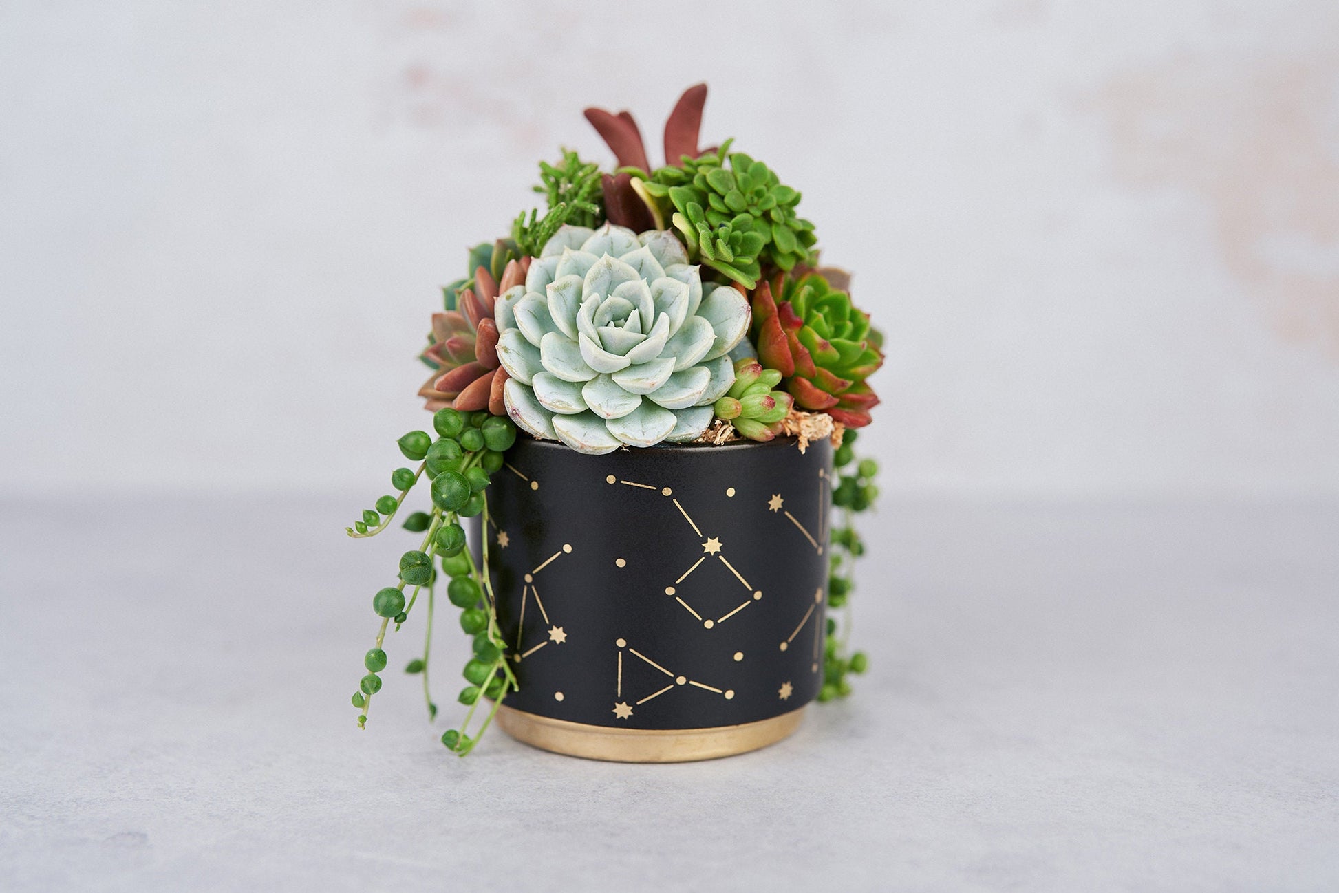 succulent birthday gift My Universe Living Succulent Arrangement Gift