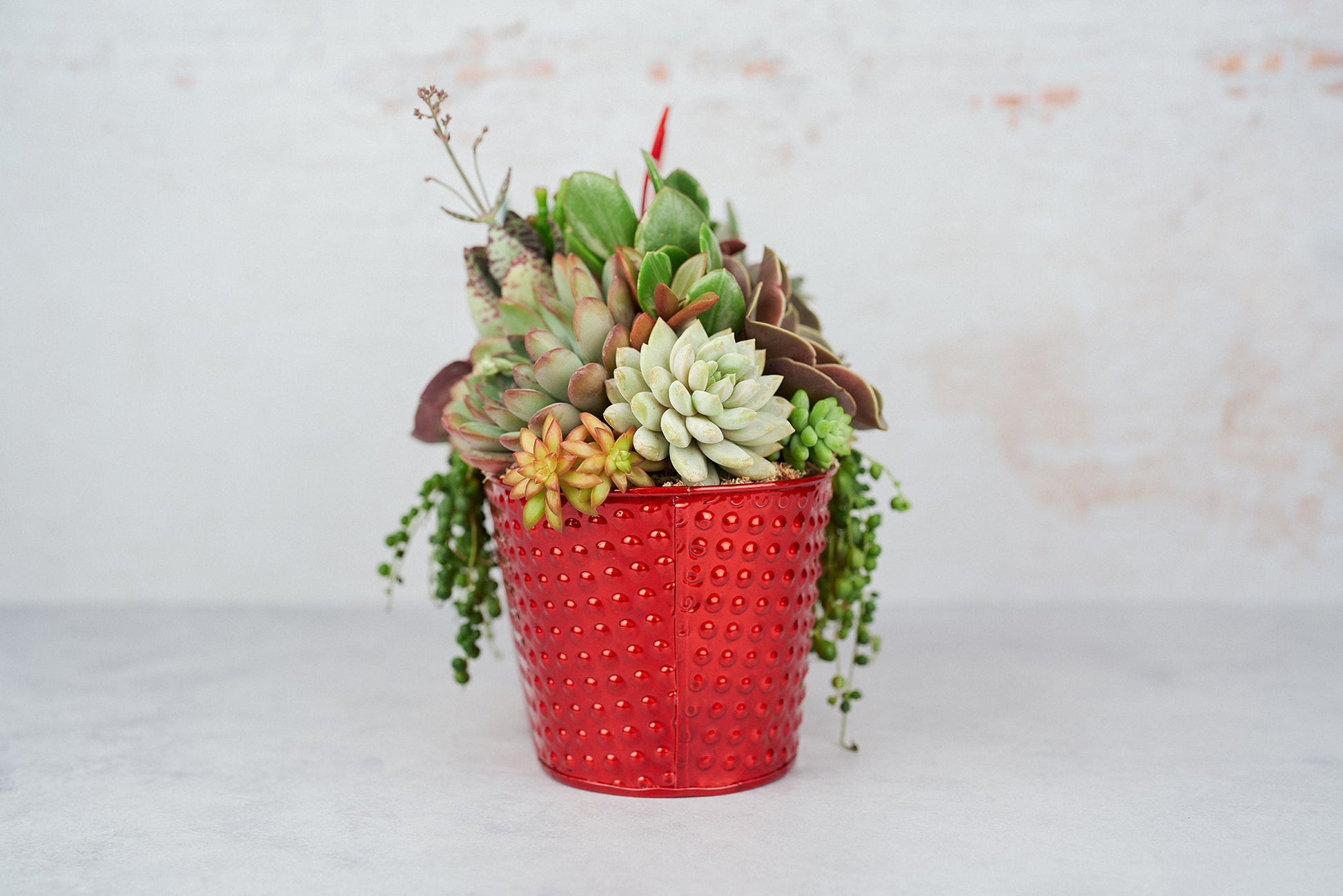 Red Metal Living Succulent Arrangement Container: Living Succulent Gift for Valentines Day,  Mothers Day | Living Gift for Plant Lovers