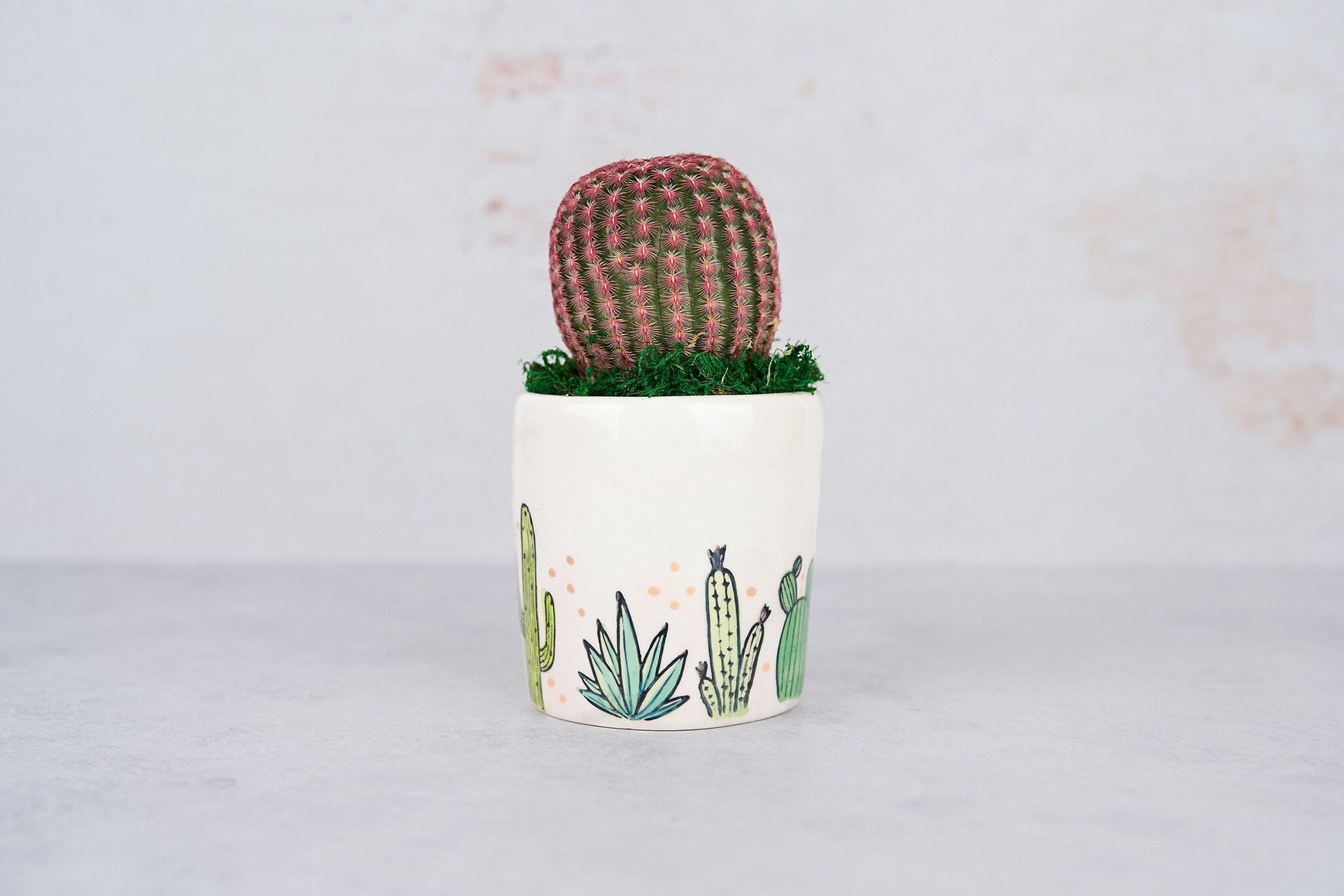On Point Living Cactus Arrangement Gift | Birthday, Celebration, House Warming Living Gift for Plant Lovers | Gift for Mom