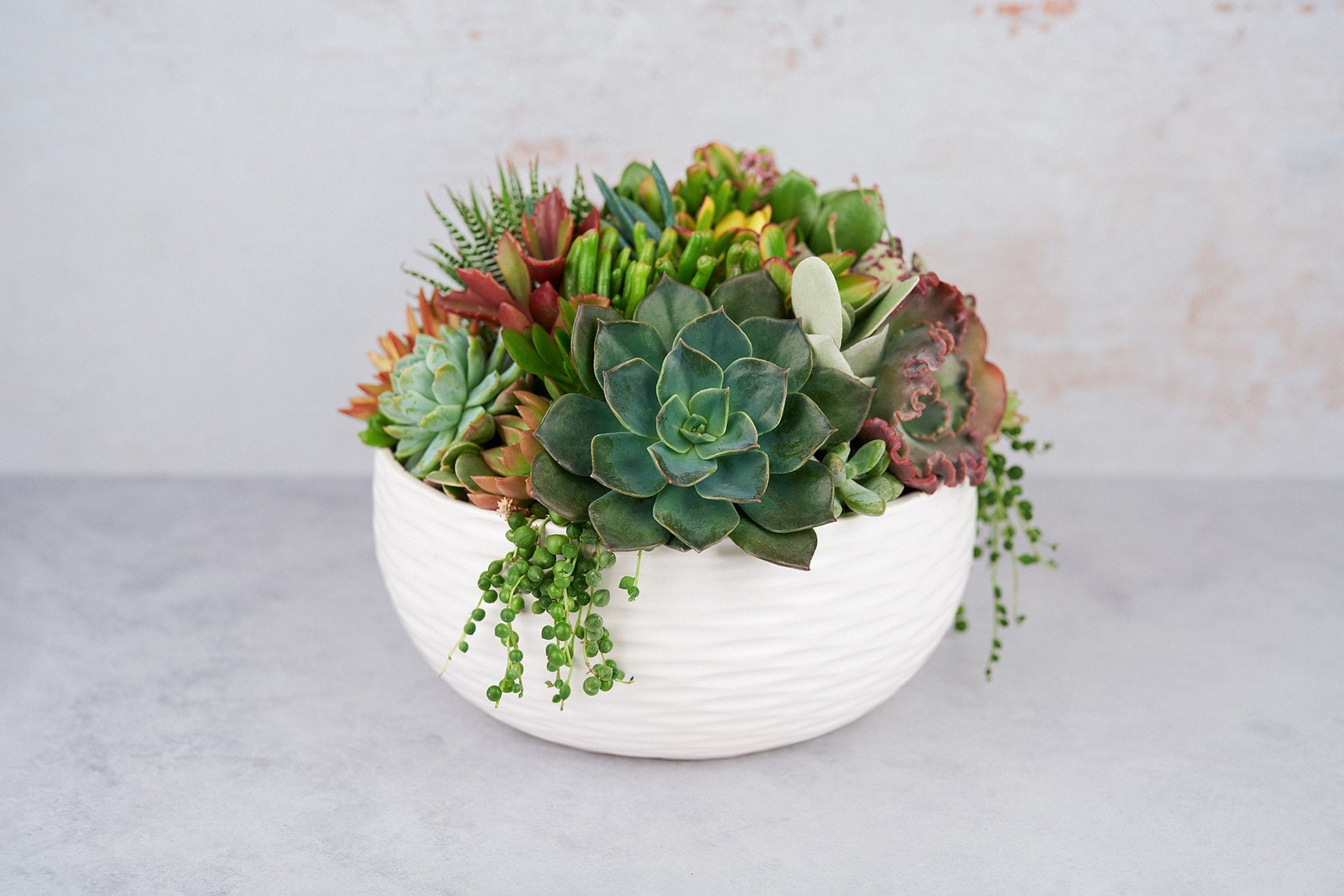 Large White Ceramic Bowl Succulent Arrangement Planter: Modern Living Succulent Gift, Centerpiece for Weddings & Events, Housewarming Gift