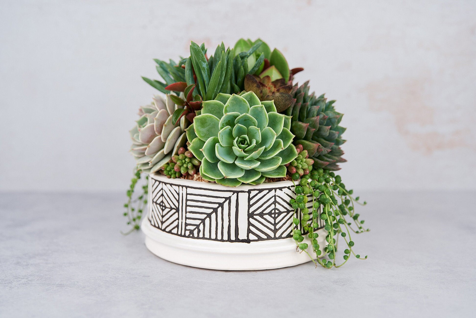Art Bowl Succulent Arrangement Planter: Modern Living Succulent Gift, Centerpiece for Weddings & Events, Housewarming Gift