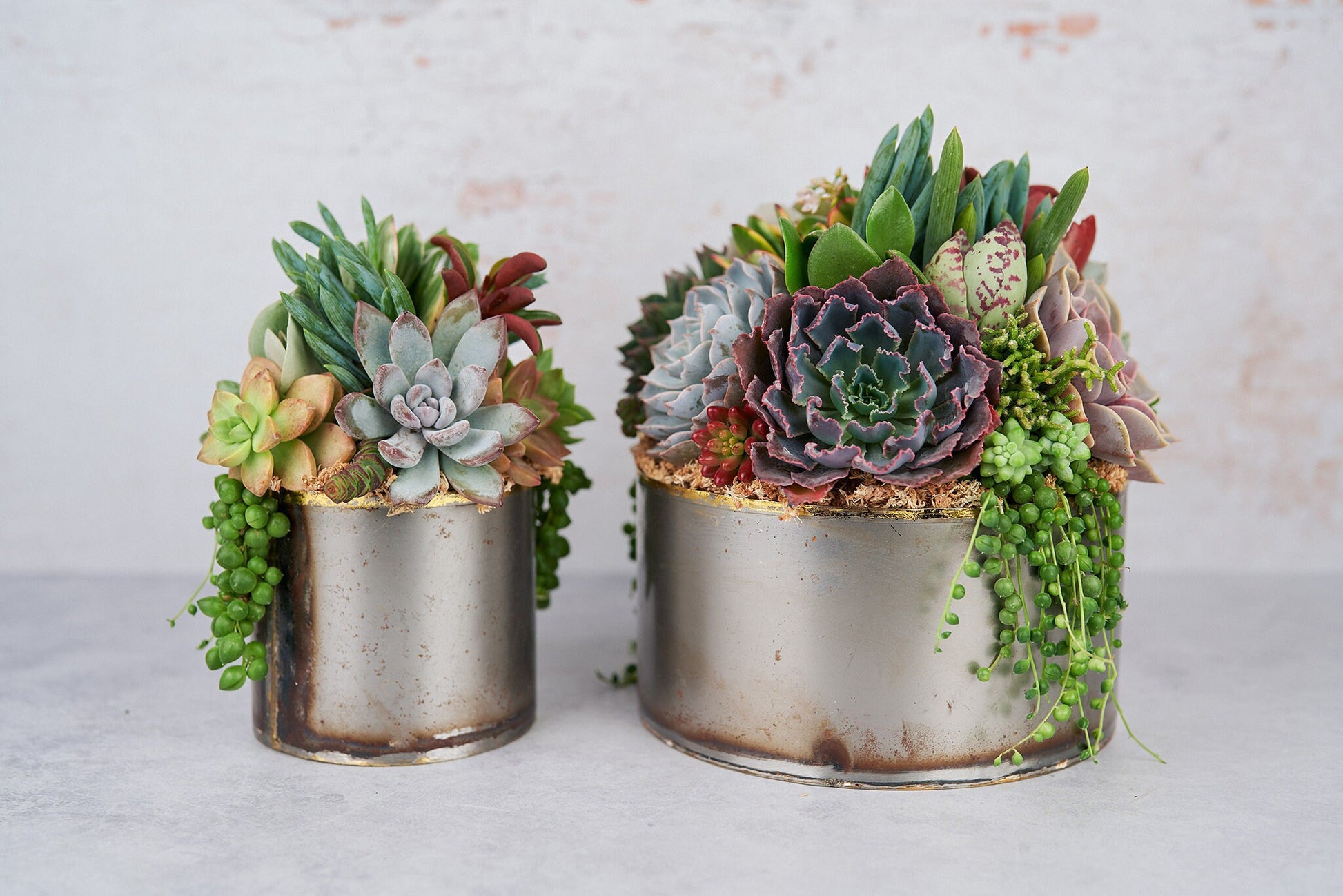 succulents in tin pots Medium Industrial Metal Succulent Arrangement Planter