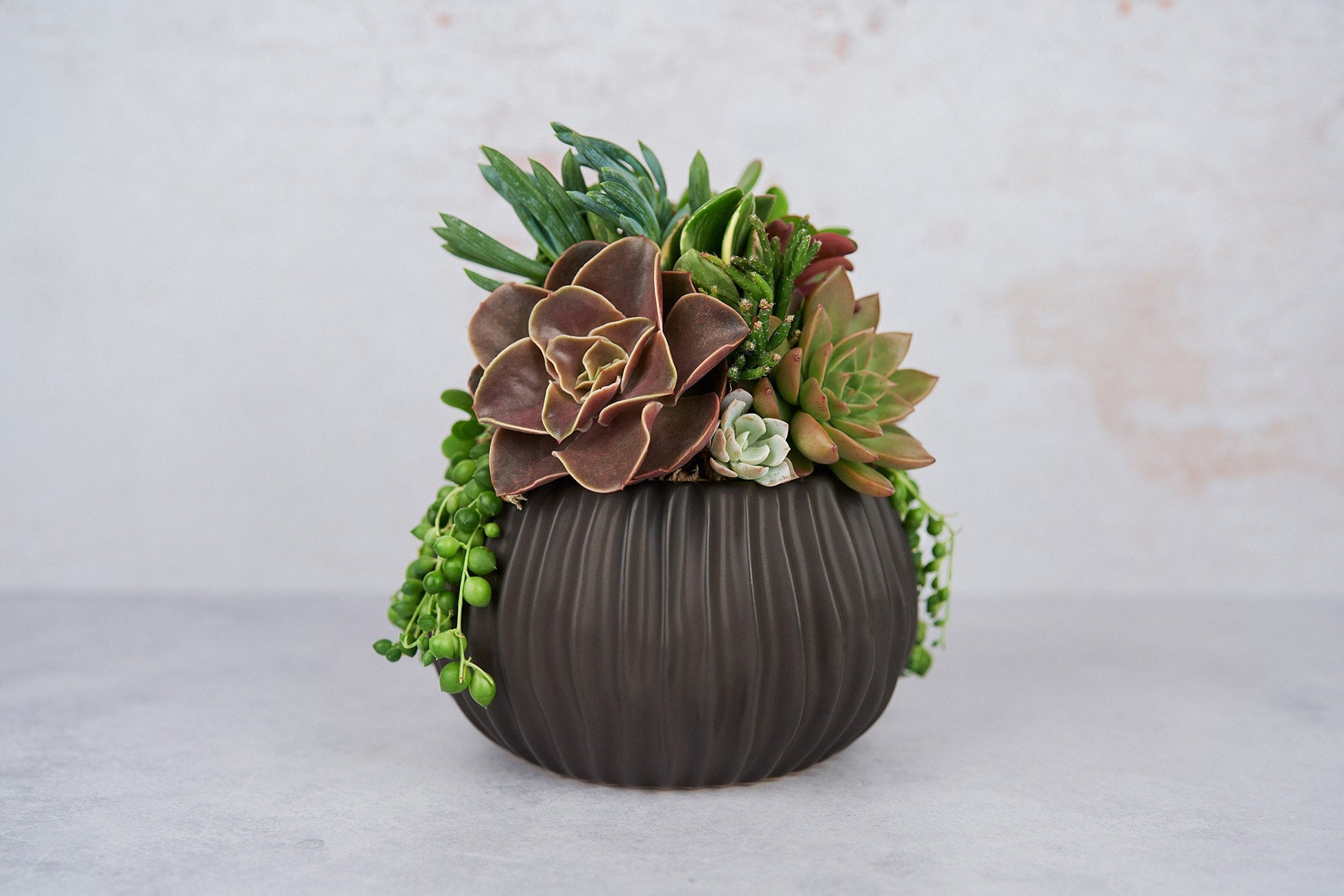 Black Ribbed Globe Succulent Arrangement Planter: Modern Living Succulent Gift, Centerpiece for Weddings & Events, Housewarming Gift