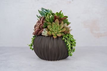 Black Ribbed Globe Succulent Arrangement Planter: Modern Living Succulent Gift, Centerpiece for Weddings & Events, Housewarming Gift
