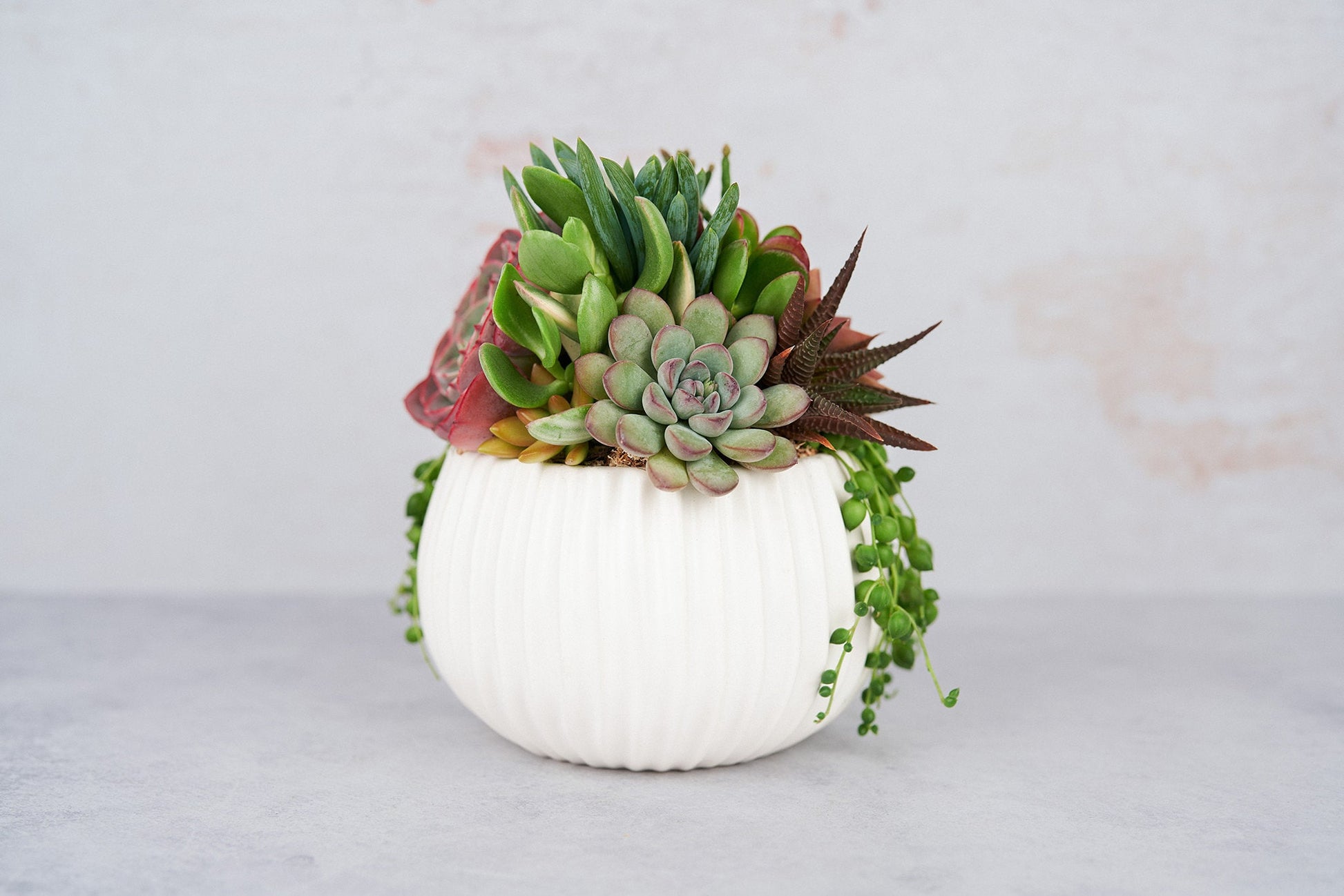 White Ribbed Globe Succulent Arrangement Planter: Modern Living Succulent Gift, Centerpiece for Weddings & Events, Housewarming Gift