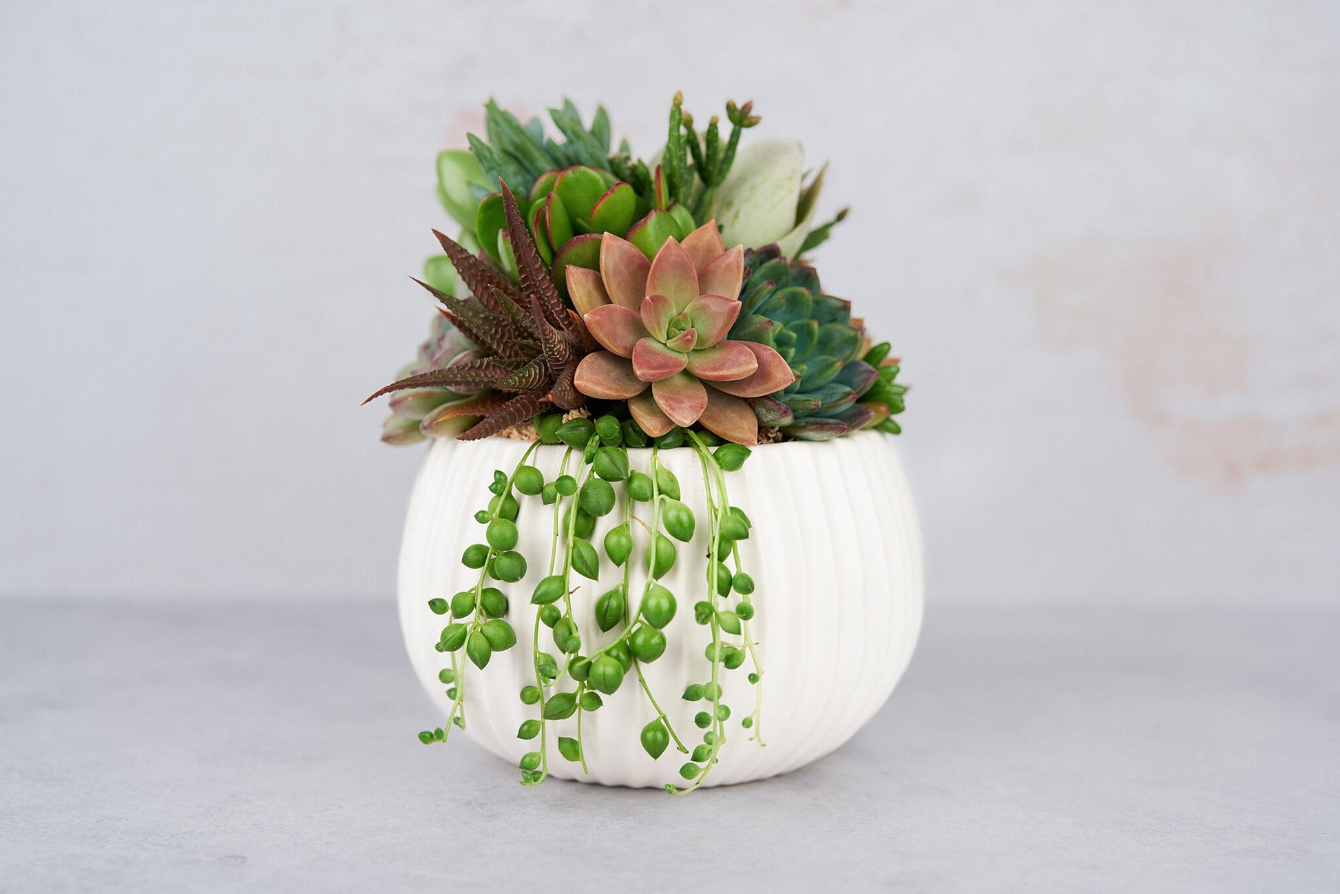 White Ribbed Globe Succulent Arrangement Planter: Modern Living Succulent Gift, Centerpiece for Weddings & Events, Housewarming Gift
