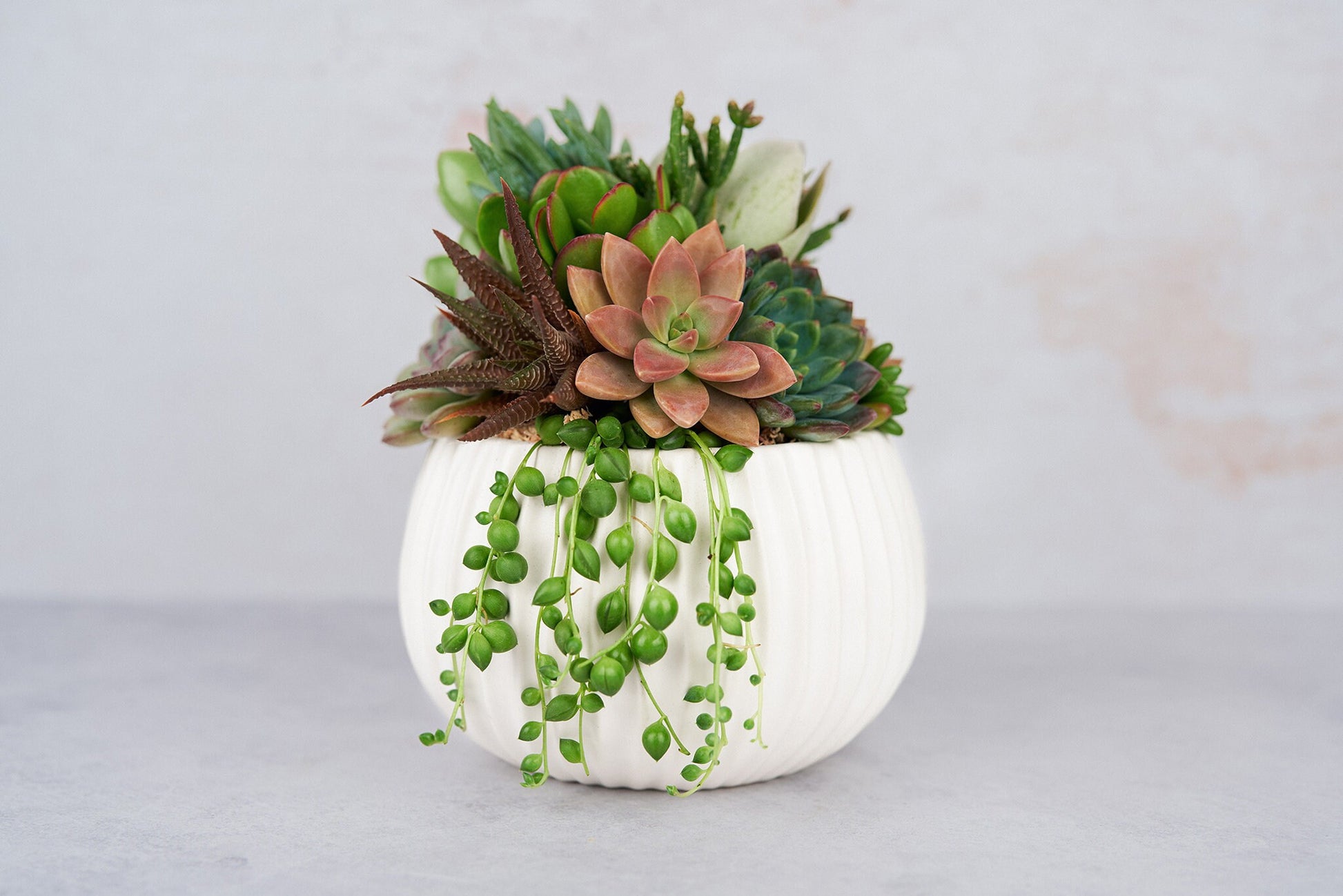 globe succulents White Ribbed Globe Succulent Arrangement Planter