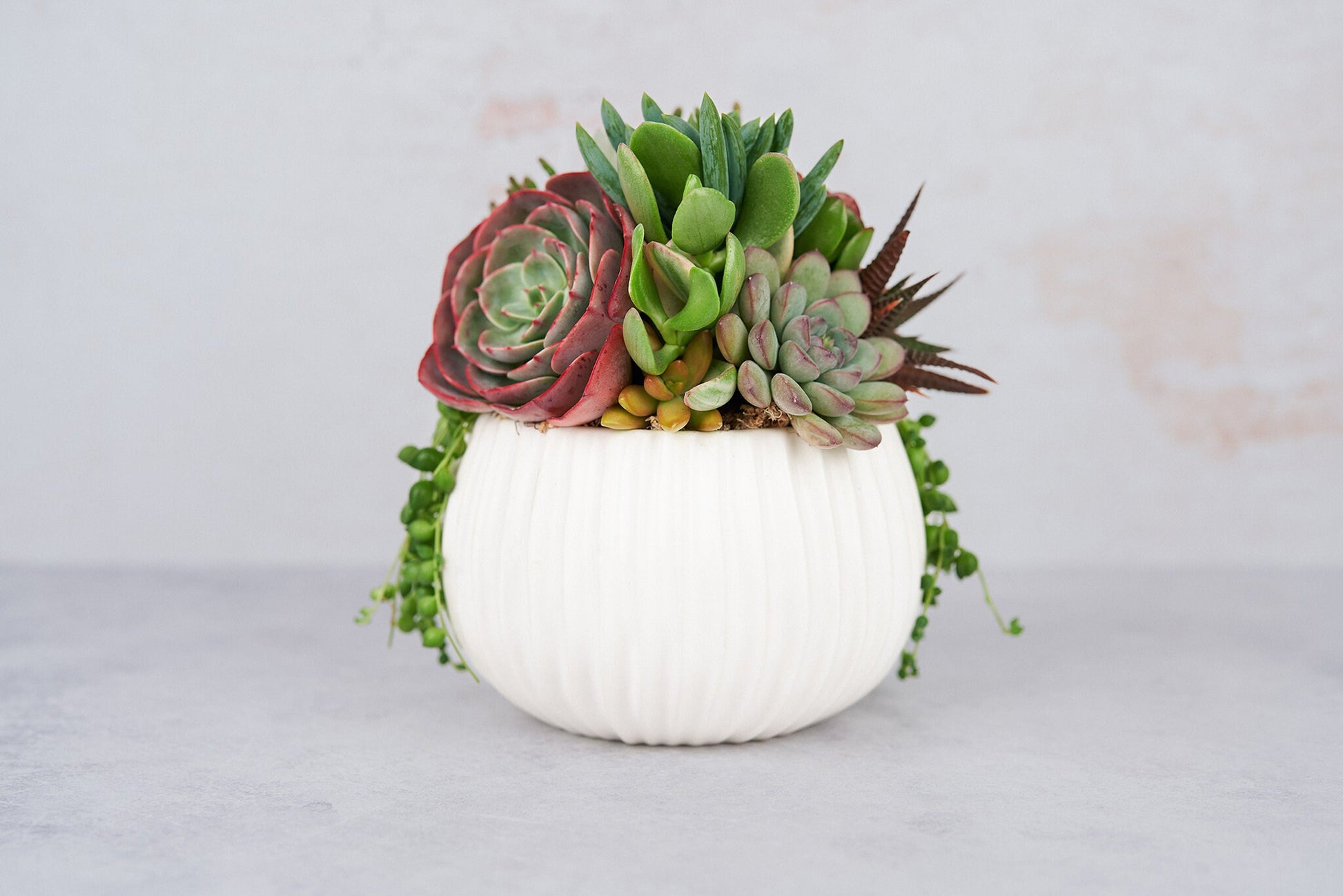 White Ribbed Globe Succulent Arrangement Planter: Modern Living Succulent Gift, Centerpiece for Weddings & Events, Housewarming Gift