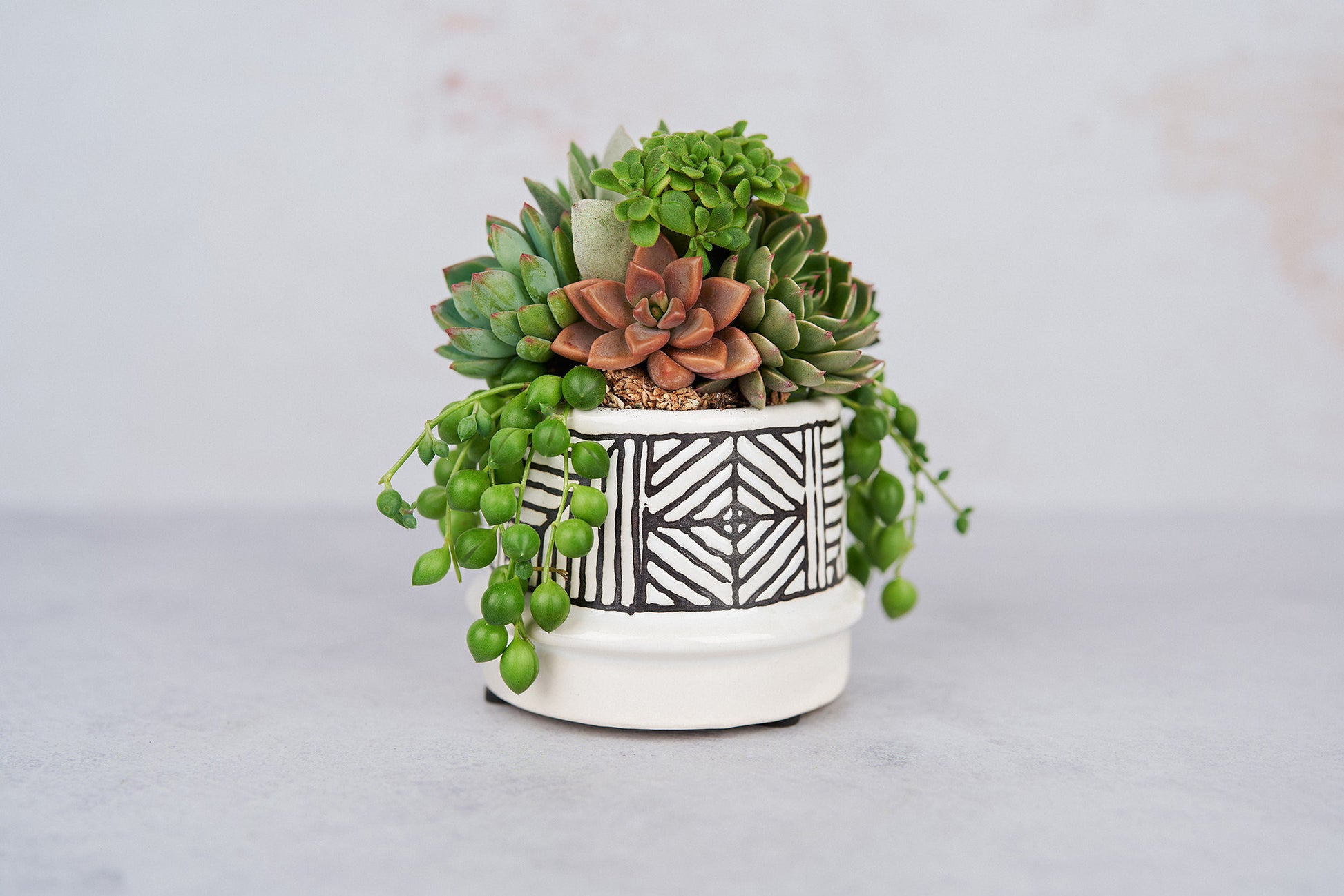 Small Art Succulent Arrangement Planter: Modern Living Succulent Gift, Centerpiece for Weddings & Events, Housewarming Gift