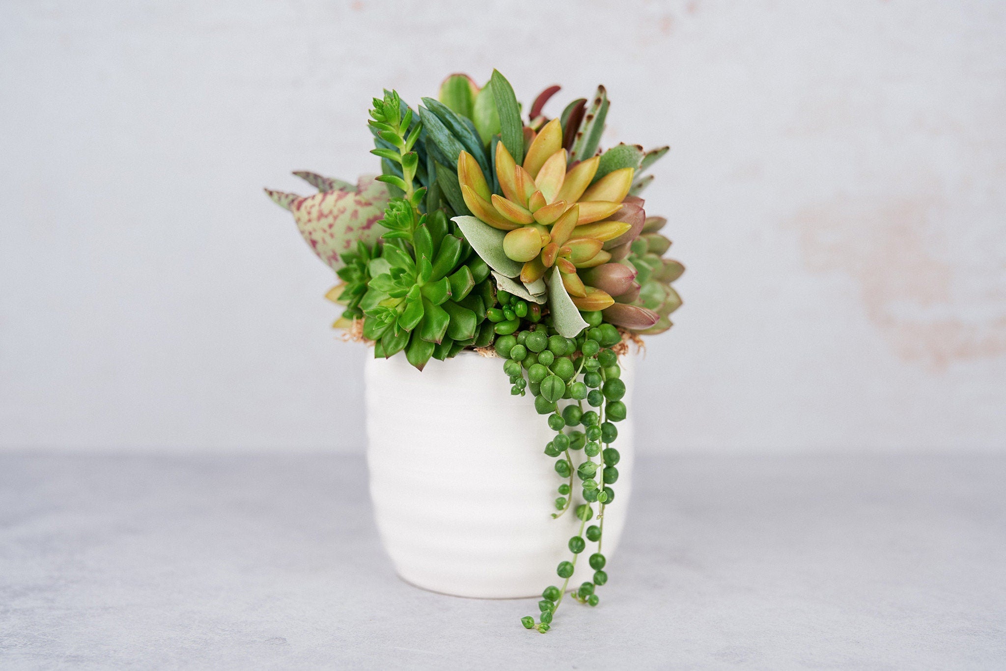 Love Language Plant Gift Guide – Cheeky Plant Co.
