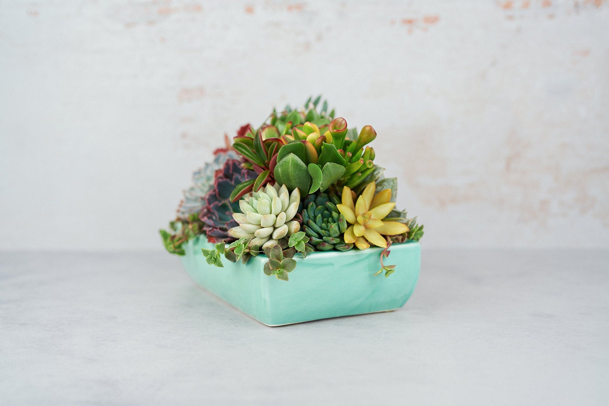 Aqua Dish Succulent Arrangement Planter: Modern Living Succulent Gift, Centerpiece for Weddings & Events, Housewarming Gift