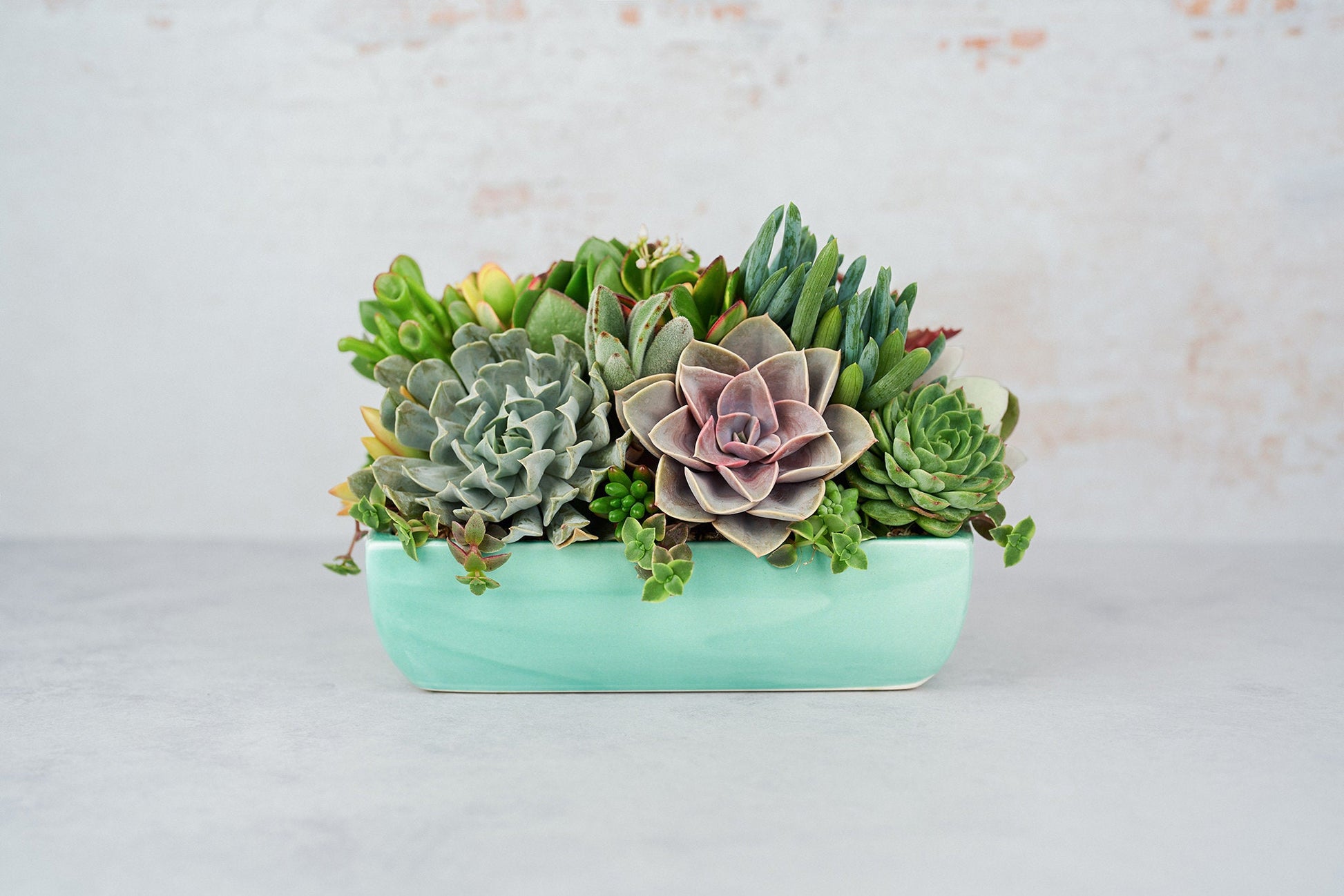 Aqua Dish Succulent Arrangement Planter: Modern Living Succulent Gift, Centerpiece for Weddings & Events, Housewarming Gift